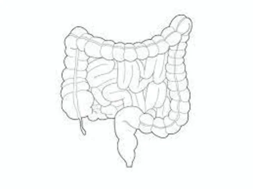 Line Drawing of Digestive System