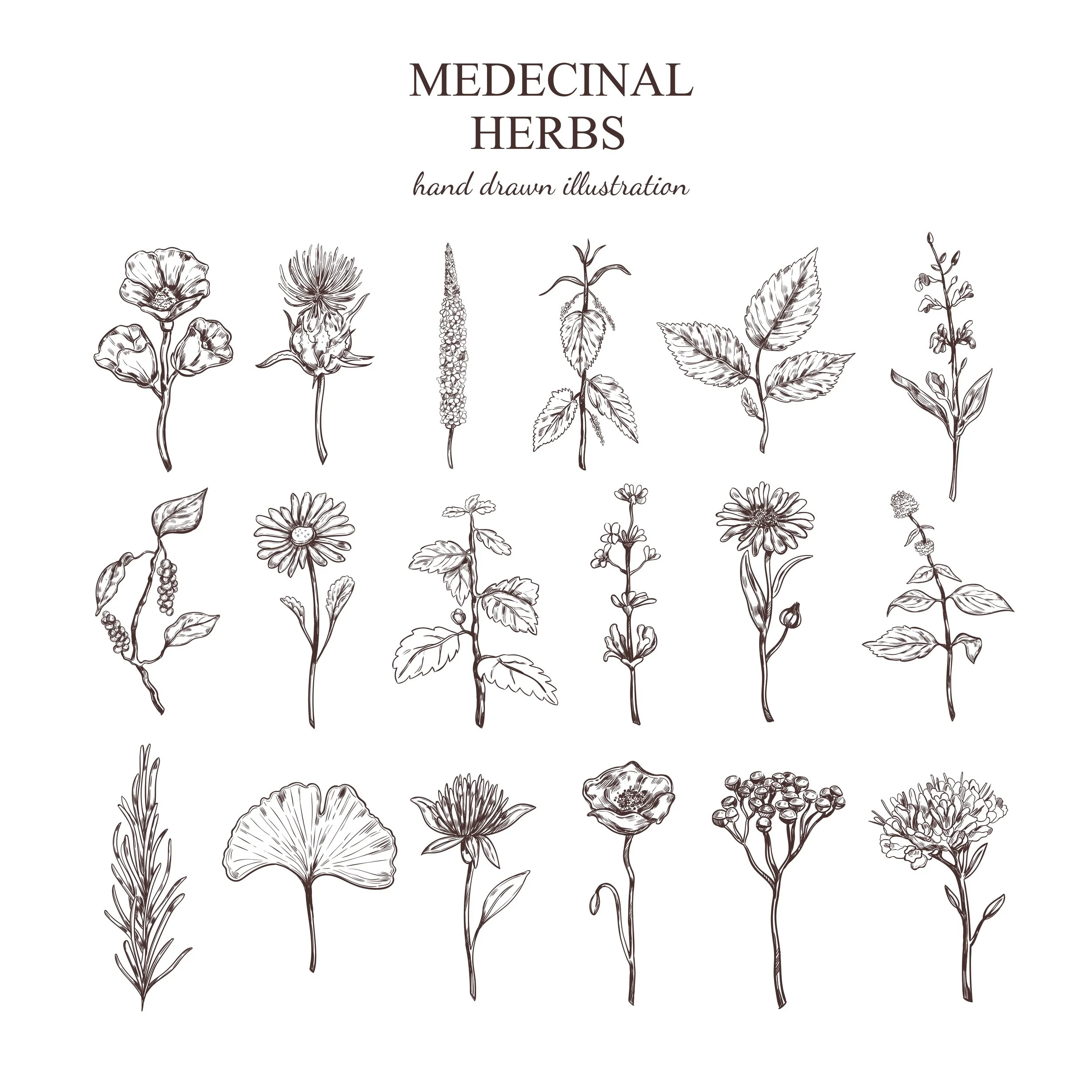Line Drawing of medicinal herbs