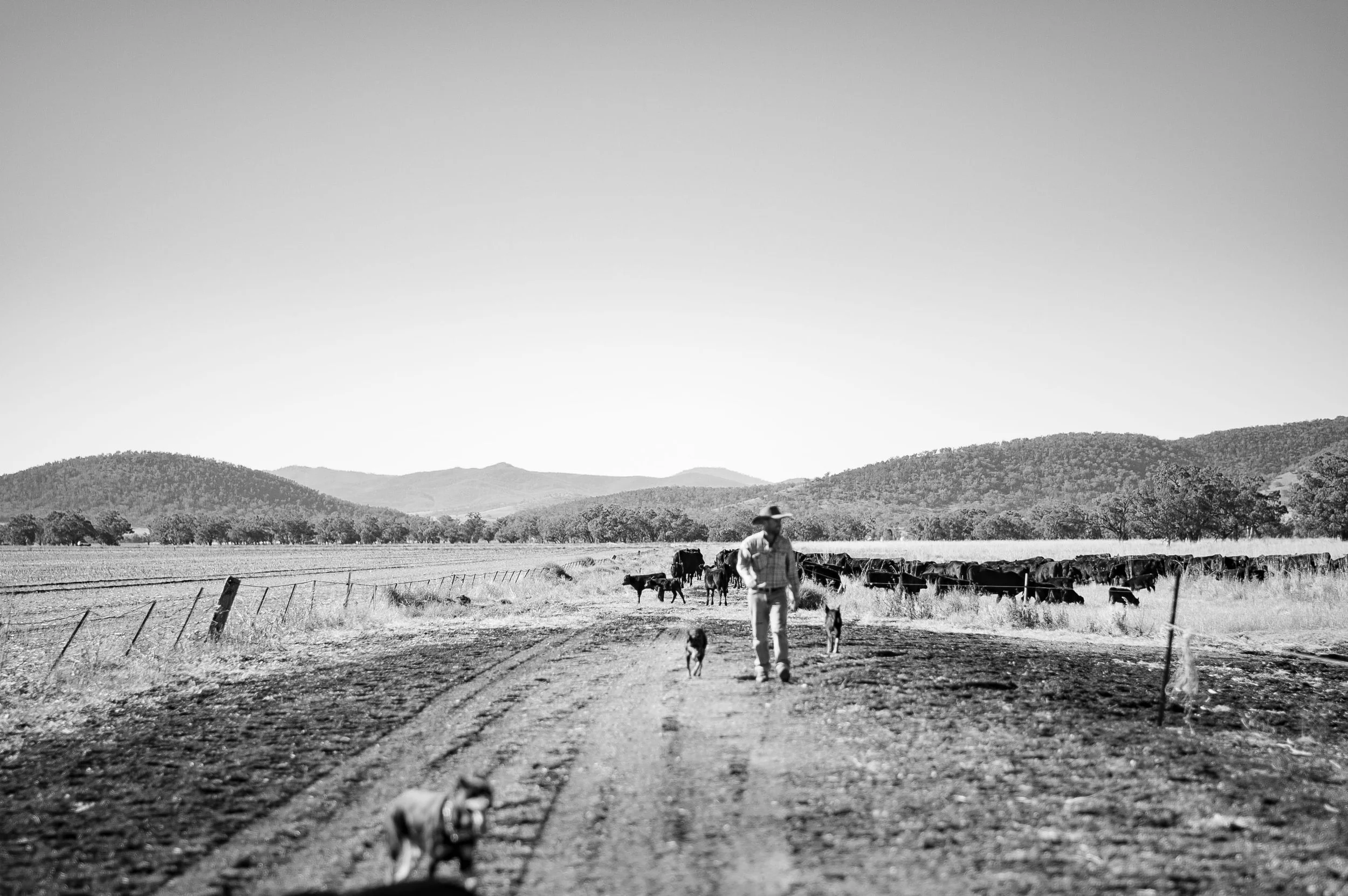 Farmer with dogs and cattle