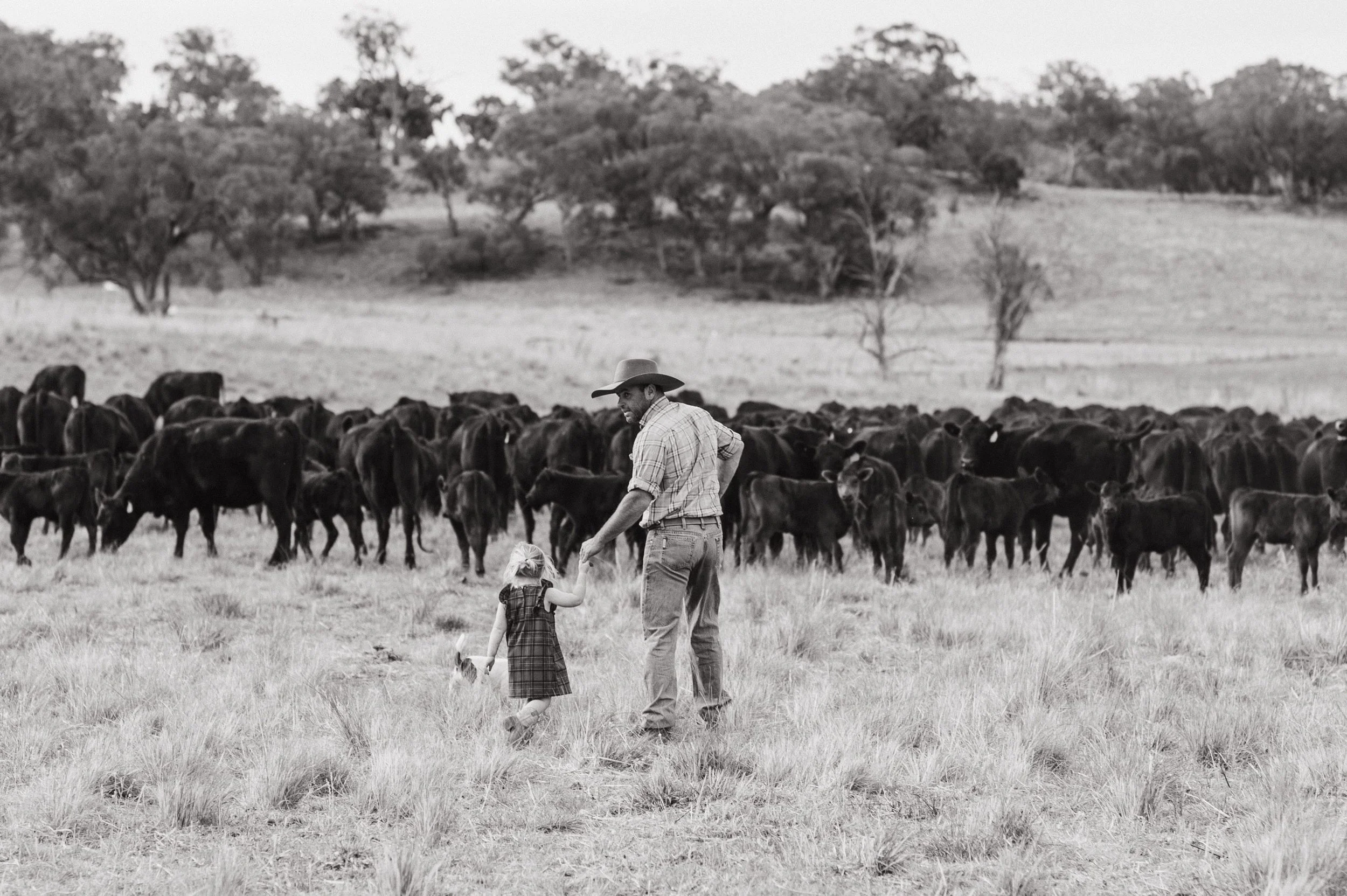 Man and child facing herd