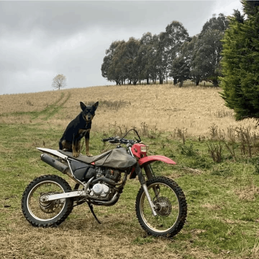 Dog sitting on dirt bike