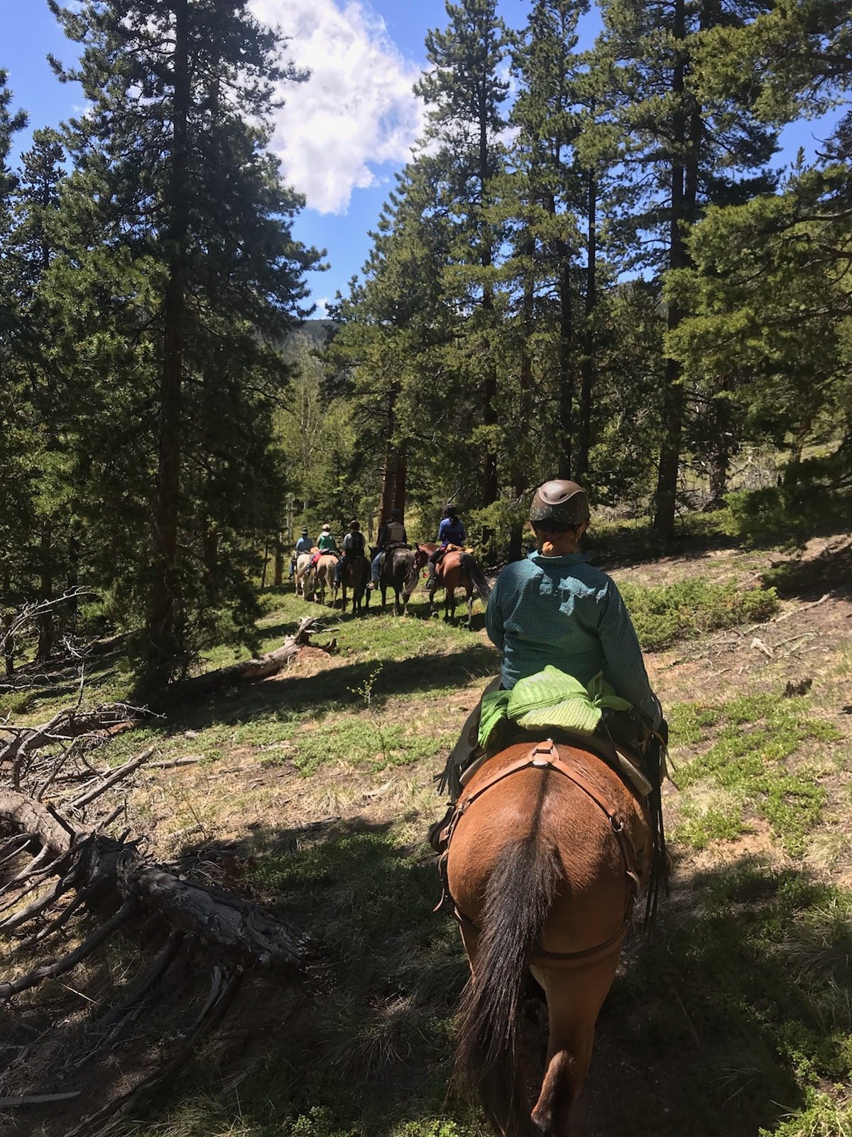 Trail Clearing Lower Captain Mtn
