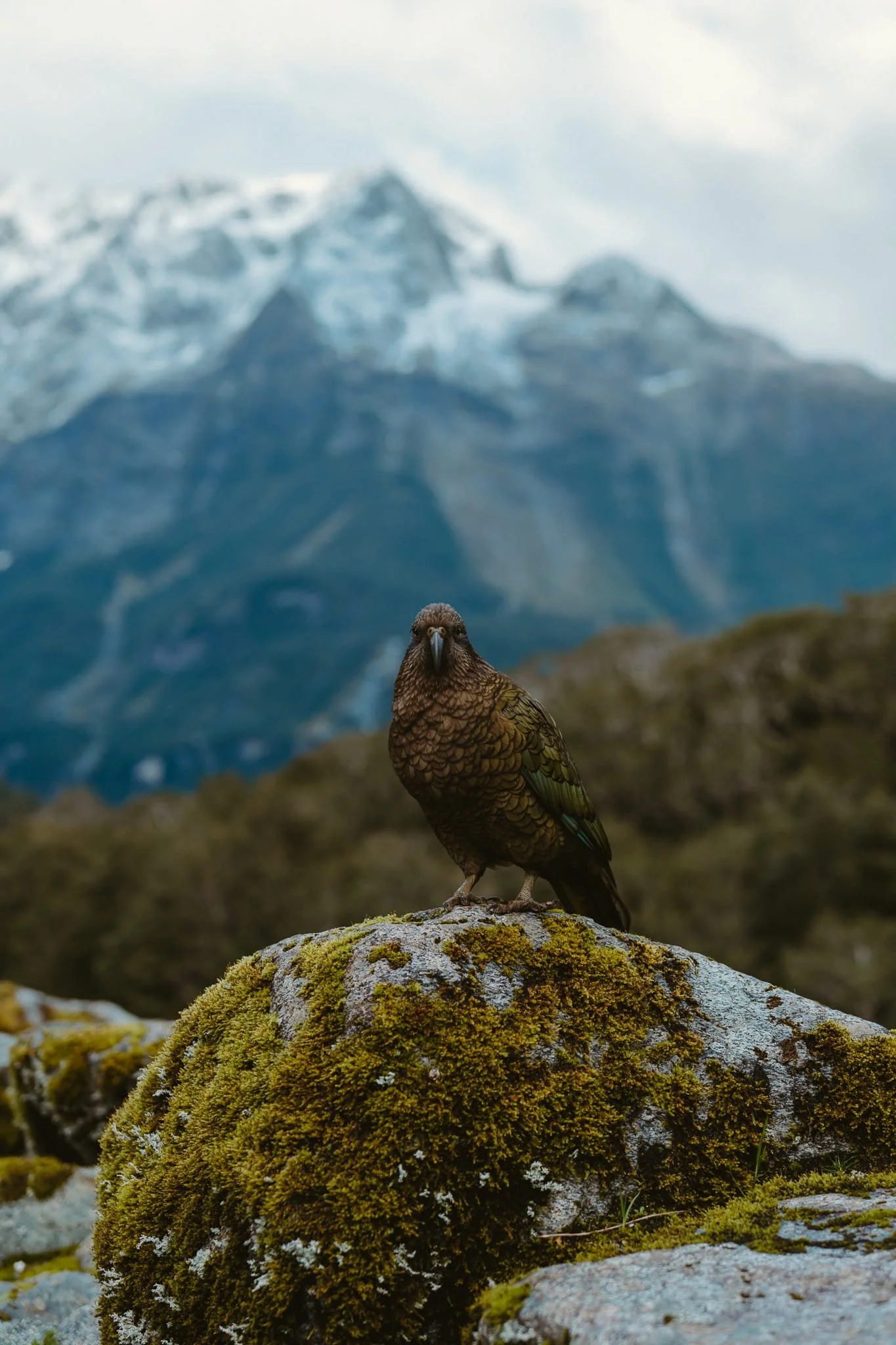 Kea alpine parrot perched on a mossy rock with snow-capped mountains behind at Milford Sound