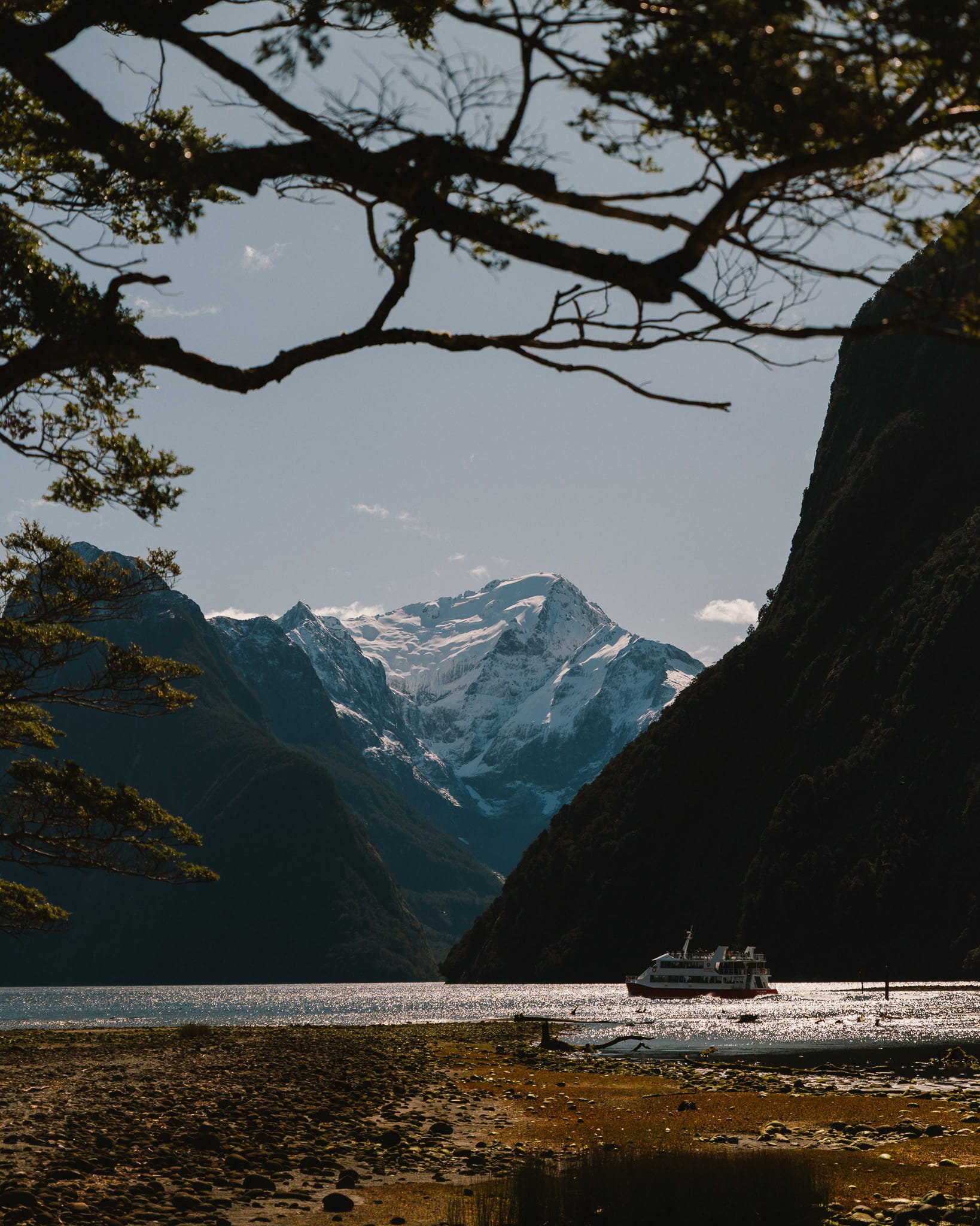 Tree branches framing a view of mountains and water at Milford Sound