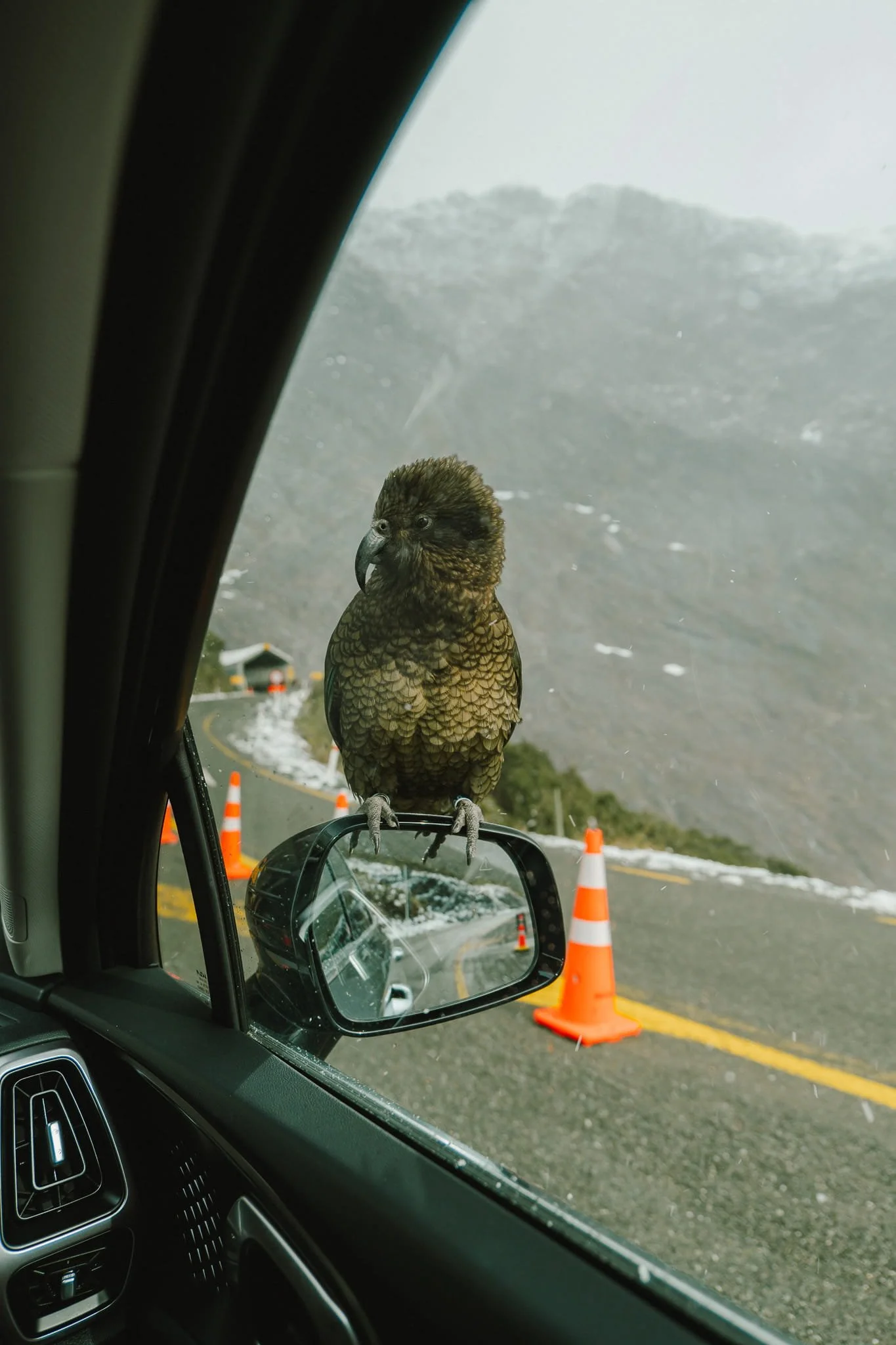 Kea parrot perched on a car wing mirror on the road to Milford Sound