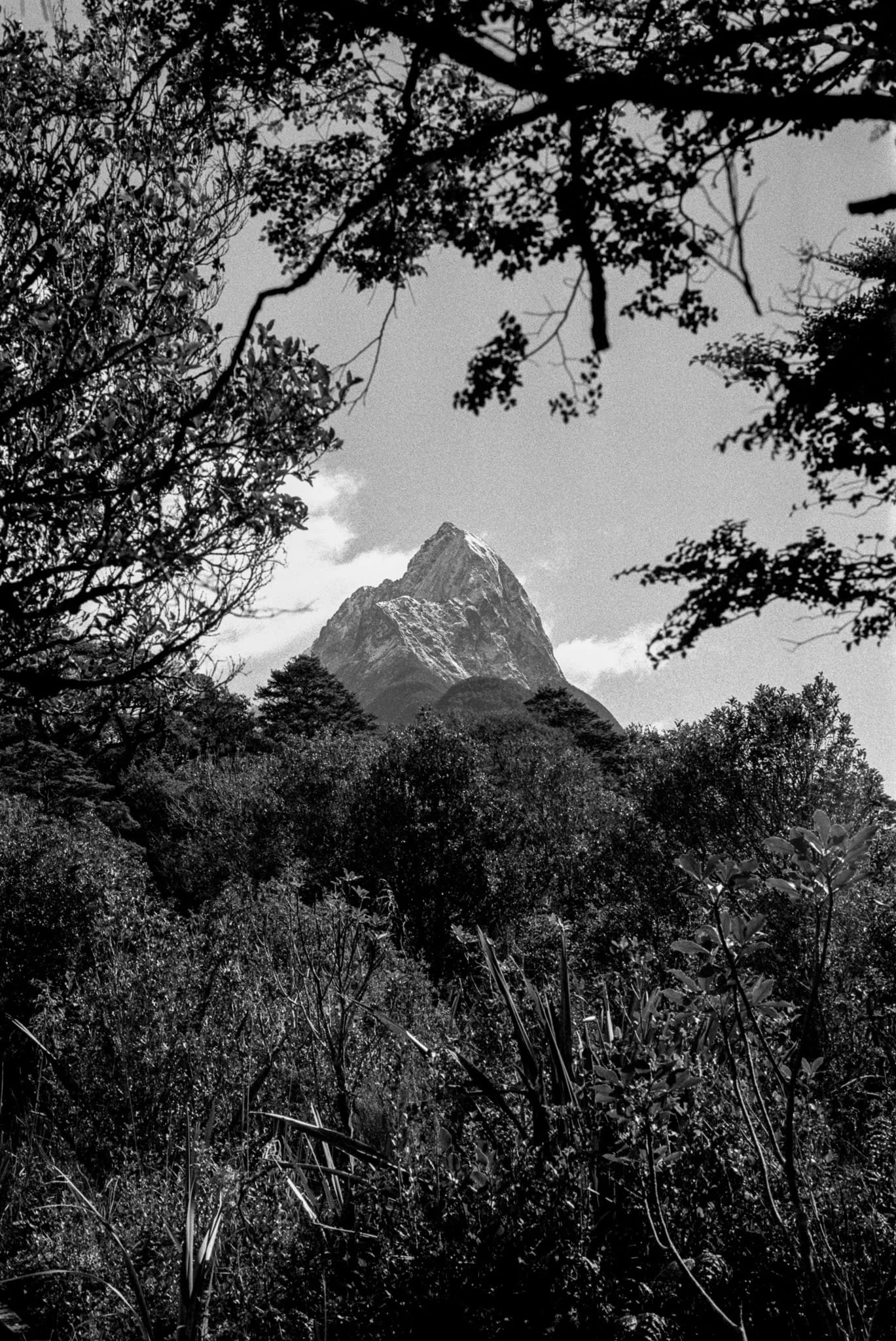 Black and white image of a mountain through trees