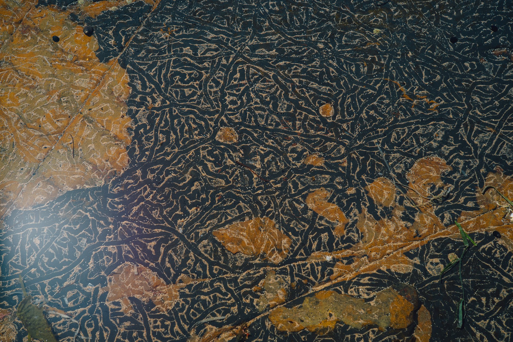 Close-up of the surface of a leaf with intricate black patterns and surrounded by small brown leaves and green grass.