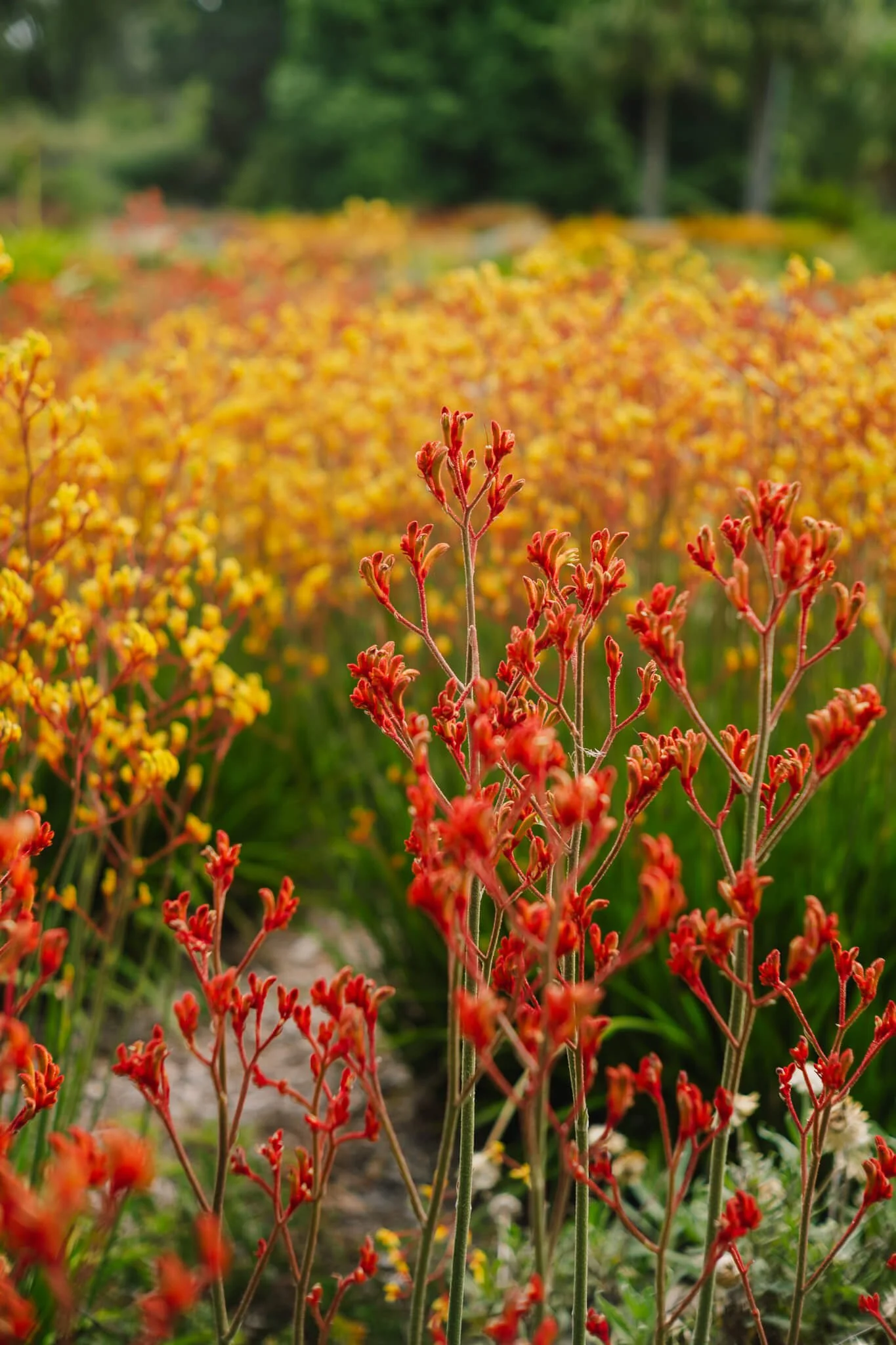 Close-up of red flowering plants in the foreground with blurred yellow flowers and green trees in the background.