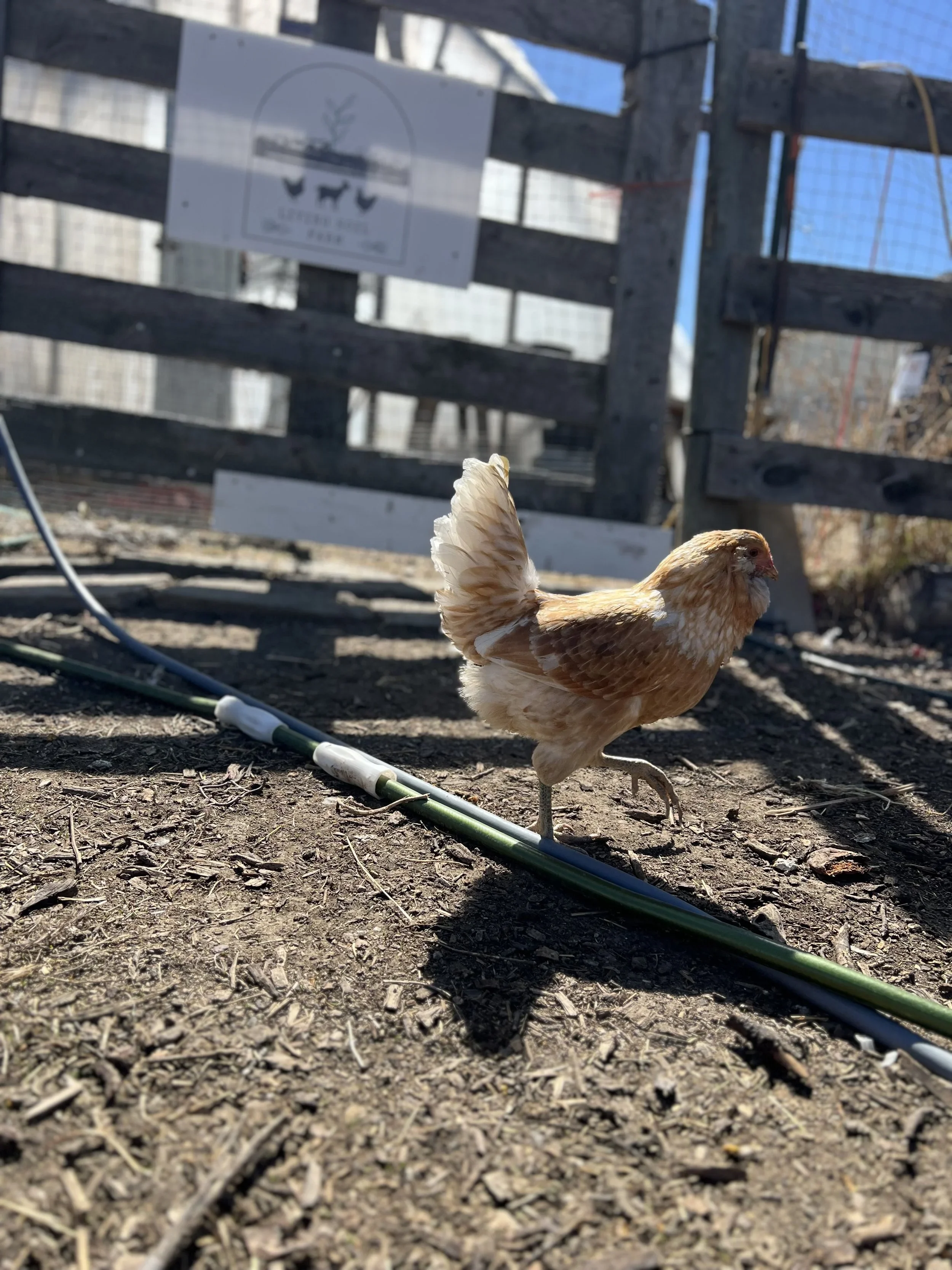 chicken+on+farm.webp