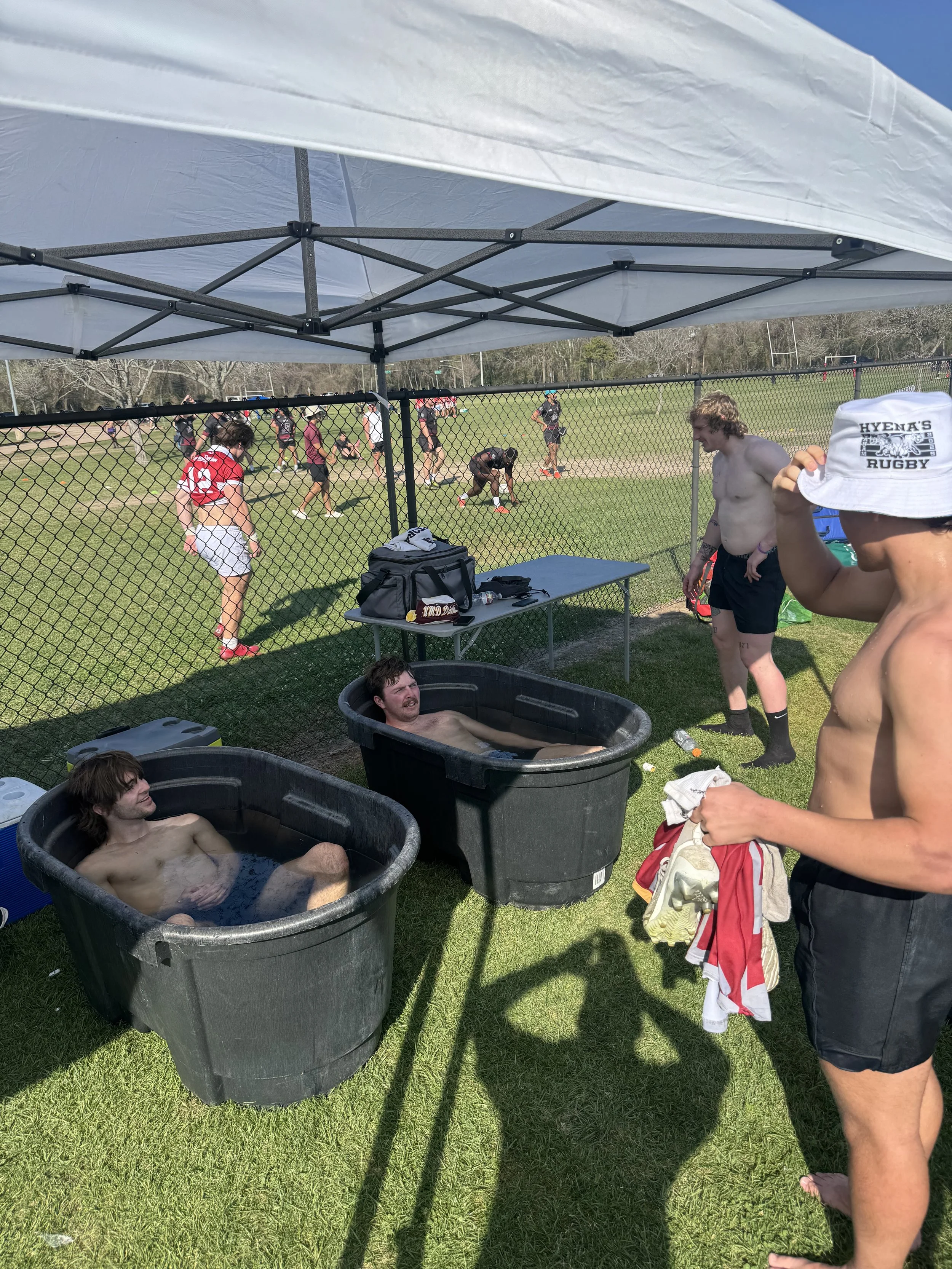 Yellow rose showcase 2026