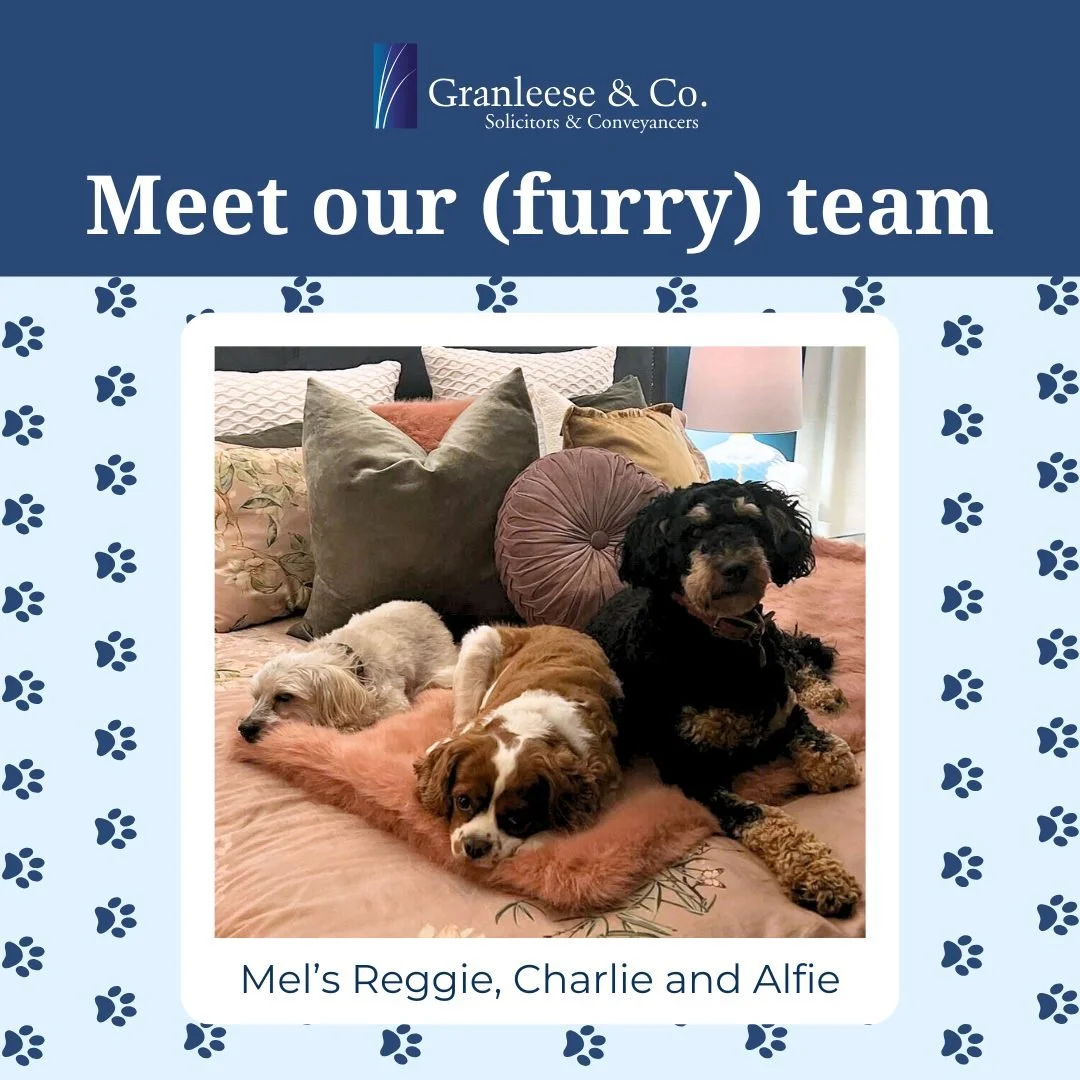 Meet Alfie, Charlie, and much-missed Reggie &mdash; Mel&rsquo;s loyal furry boys 🐾💙 These three know exactly who&rsquo;s boss (and yes, it&rsquo;s still Mel!). 

There&rsquo;s nothing they love more than greeting her at the door with wagging tails 