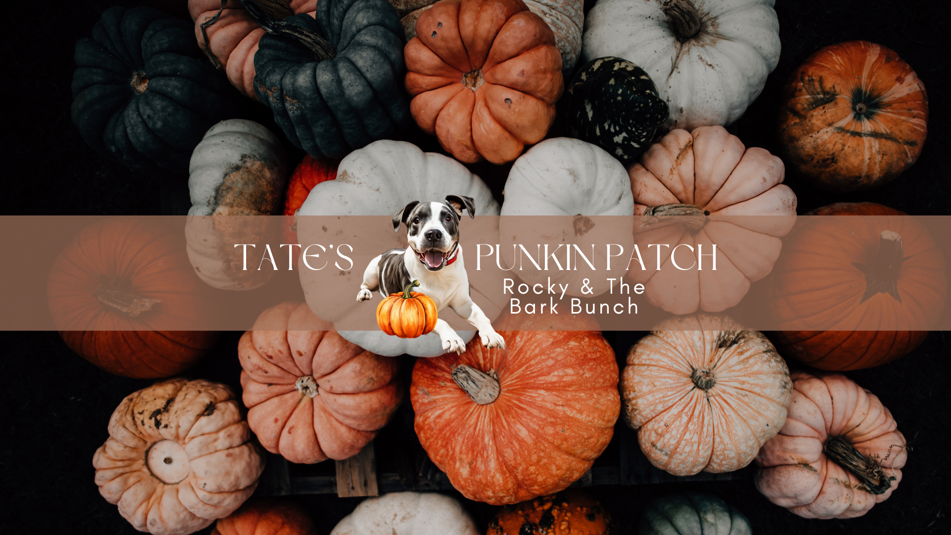 Rocky Bark Bunch @ Tate's Punkin Patch