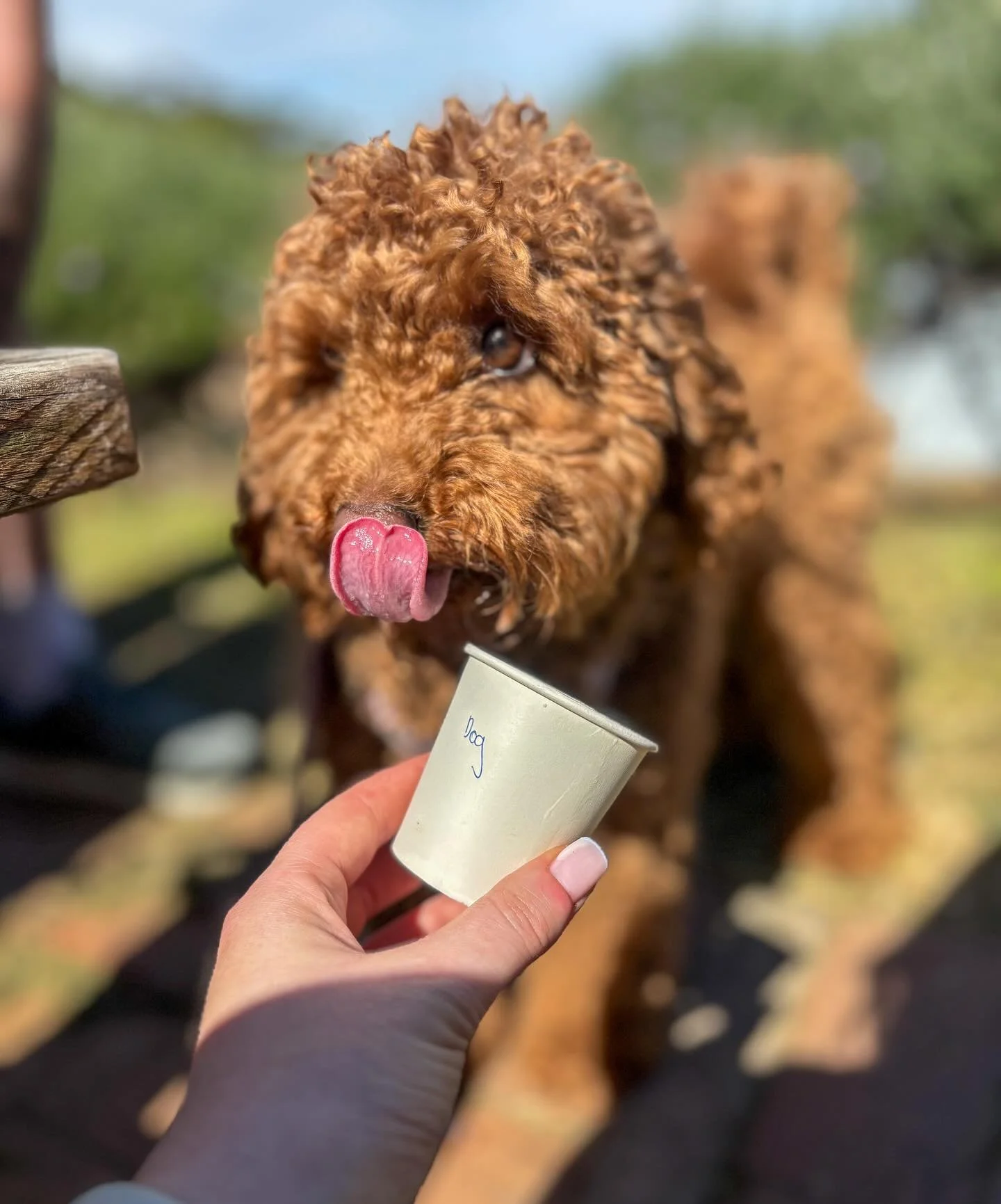 Cups for humans, cups for pups 🐶☕💛

Serving up the cutest coffee moments,  one puppicino at a time!

Our 4oz cups aren&rsquo;t just for espresso... they&rsquo;re pup-approved too 🐾

⏱️Open 9am - 4pm weekdays (excluding public holidays) 

📍Factory