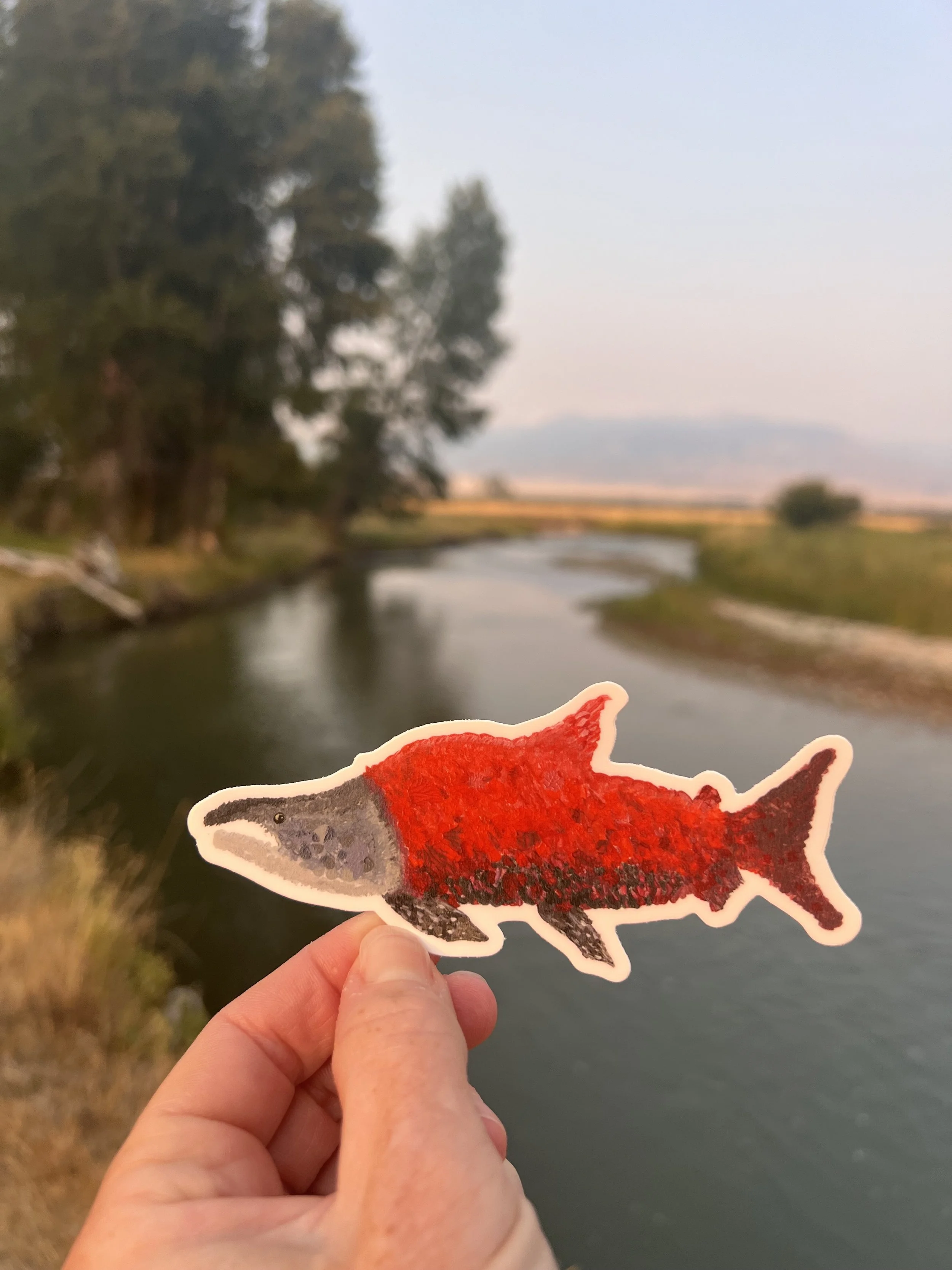 salmon by the river.jpg