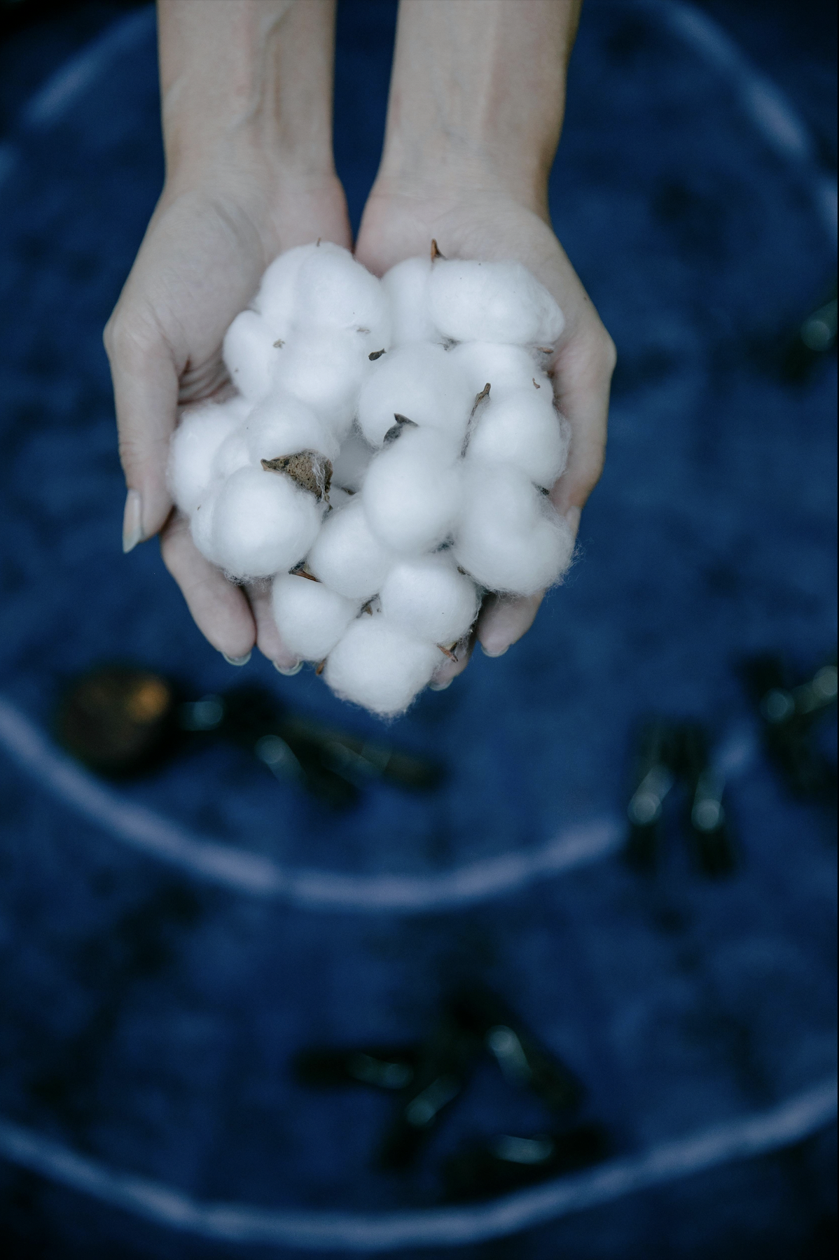 Hands holding a bunch of white cotton bolls with black seeds inside, over a blue fabric background.