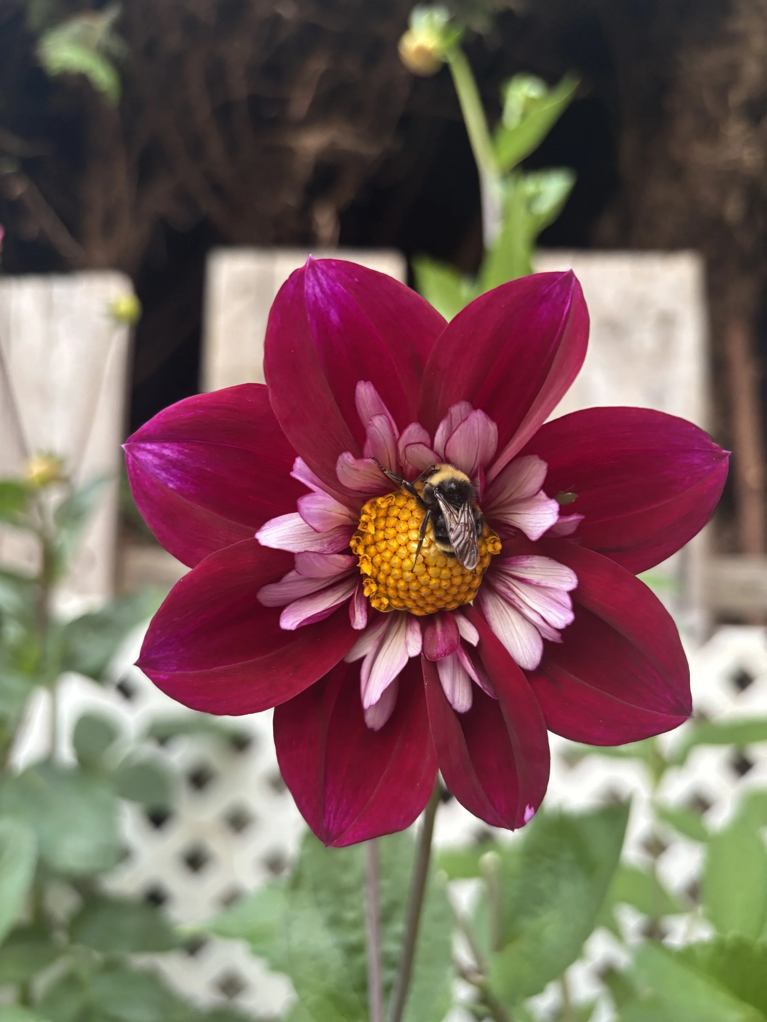 Close-up of a vibrant pink and white flower with a bee collecting nectar from the yellow center.