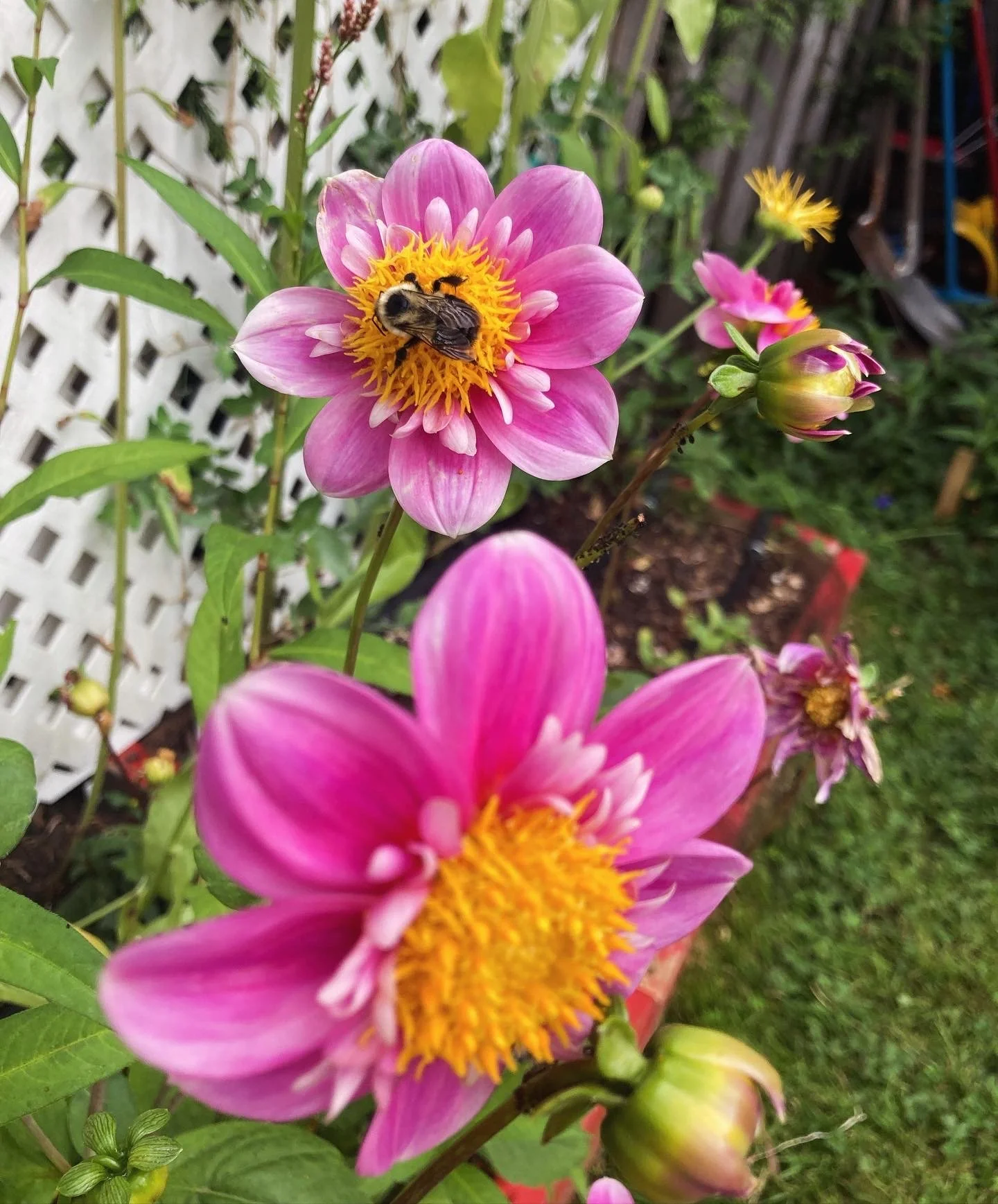 Close-up of pink flowers with yellow centers, a bee collecting nectar on one of the flowers, garden greenery, and a wooden fence in the background.