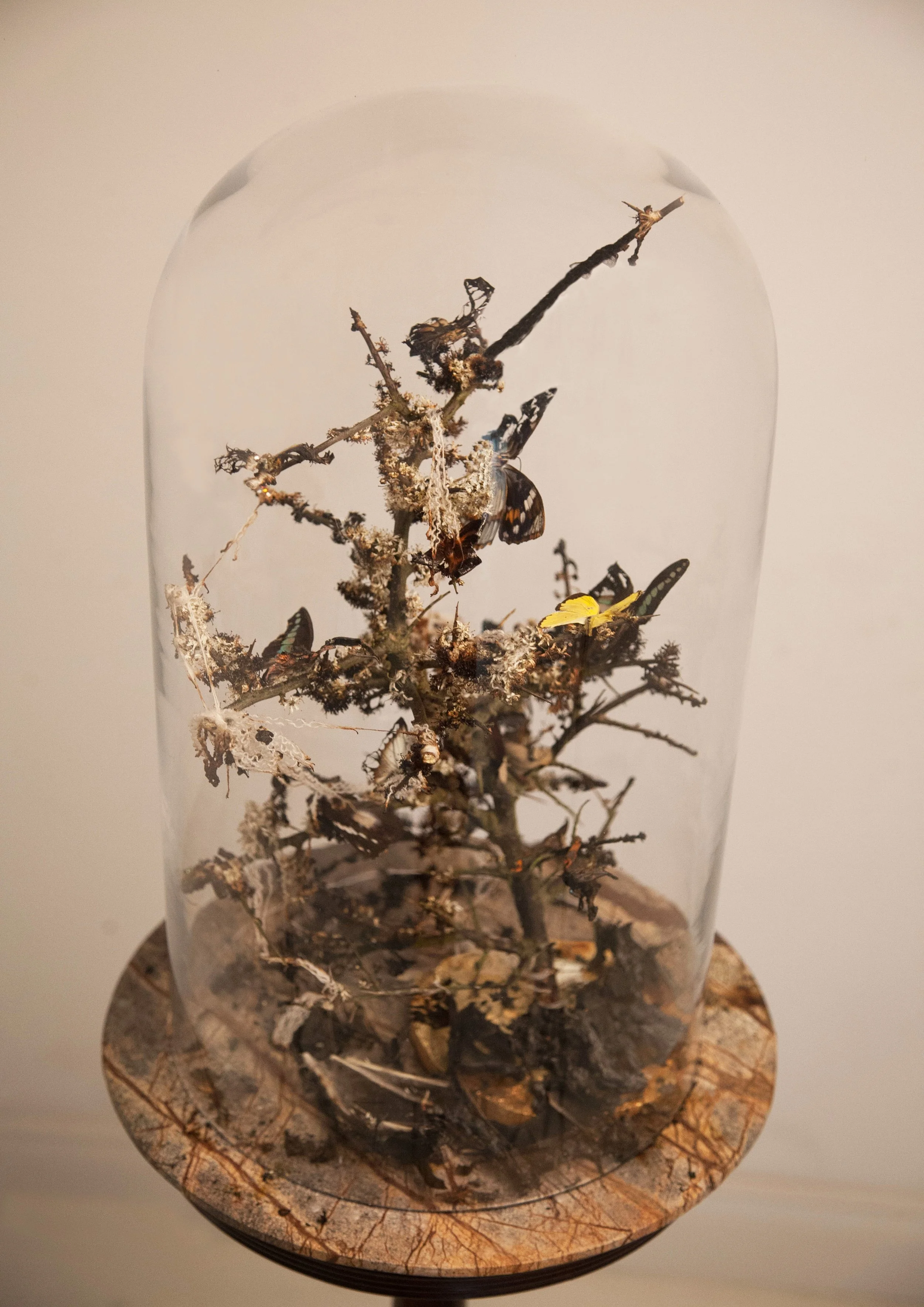 A glass dome containing dried branches, several butterflies, and moths, displayed on a wooden stand.