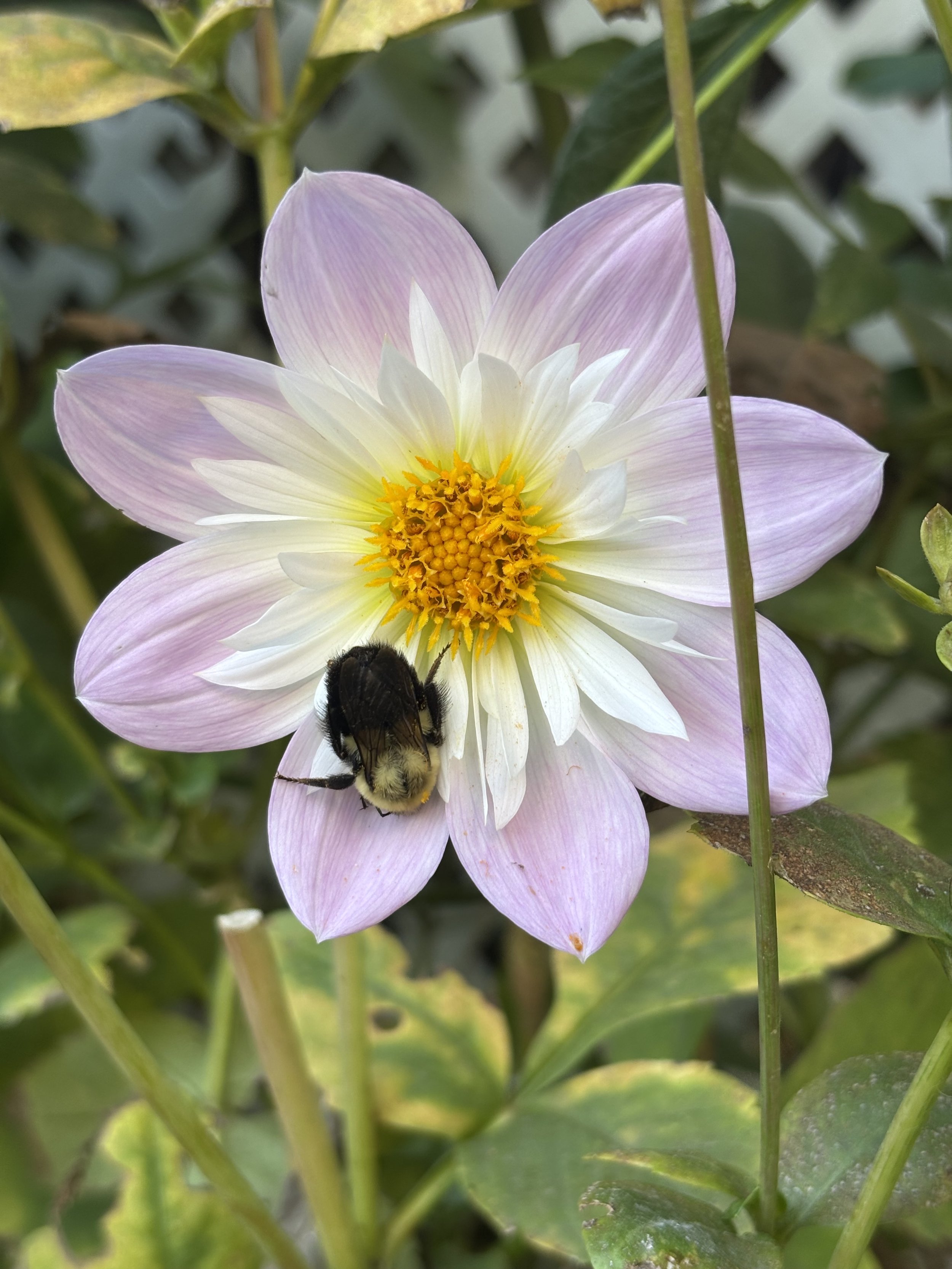A pink and white dahlia flower with a yellow center, surrounded by green foliage. A bumblebee is on one of the petals near the bottom of the flower.