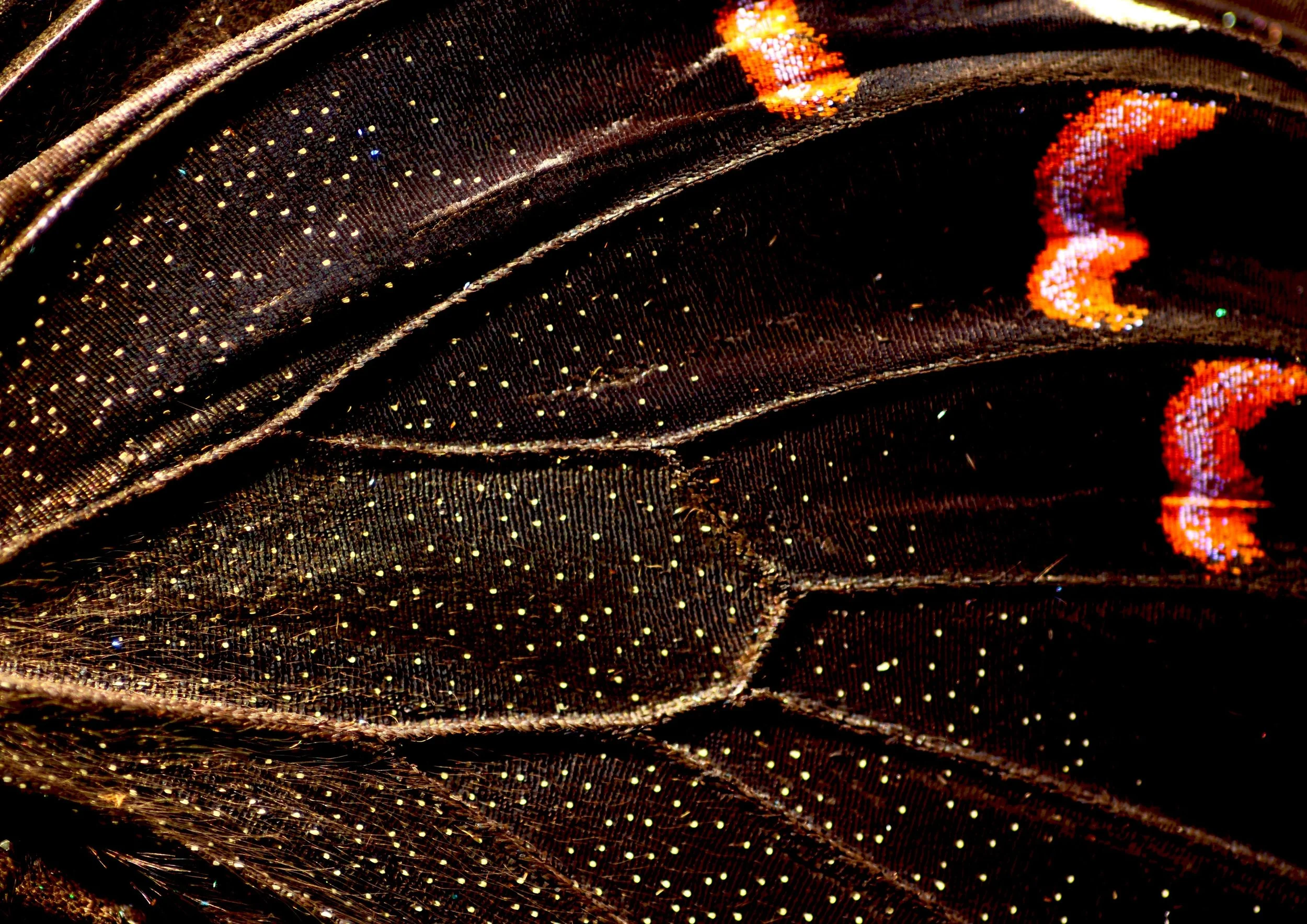 Close-up of a butterfly wing showcasing iridescent brown feathers with tiny white and gold dots and vibrant orange and purple patches.