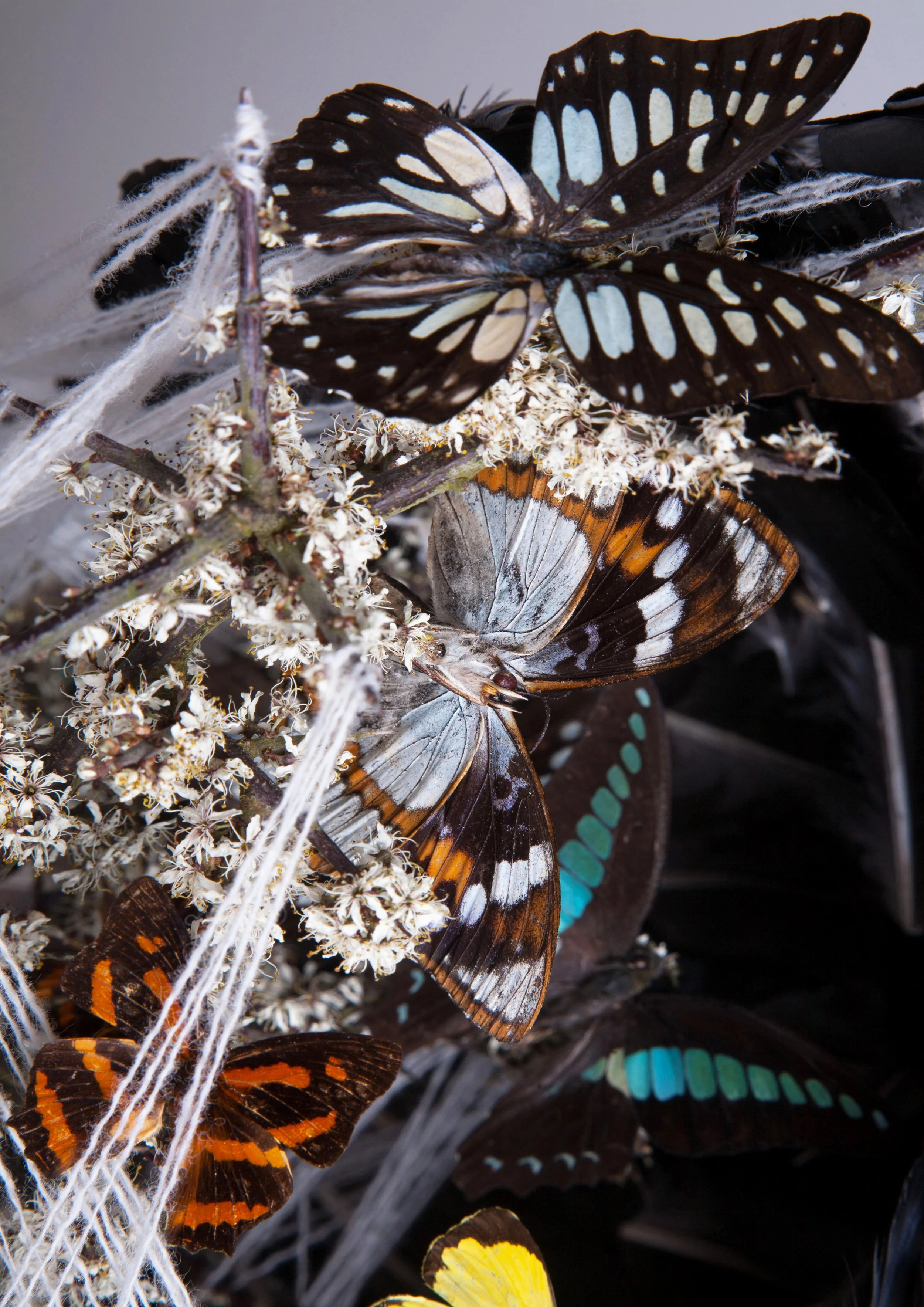Close-up of multiple butterflies, including black and white, orange, blue, and yellow species, resting on a cluster of small white flowers and dry twigs.