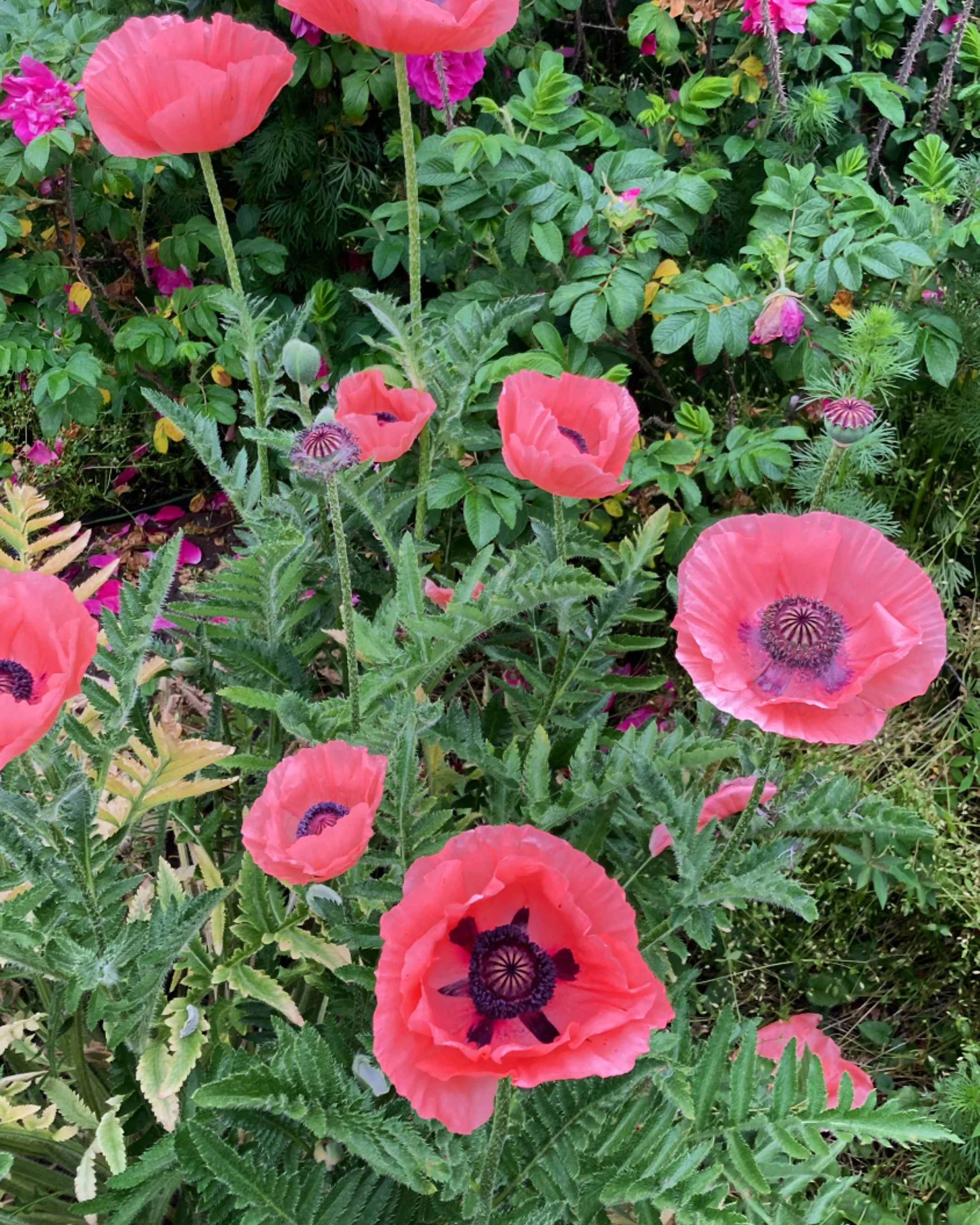 Close-up of pink poppy flowers with dark centers surrounded by various green foliage and other flowering plants.