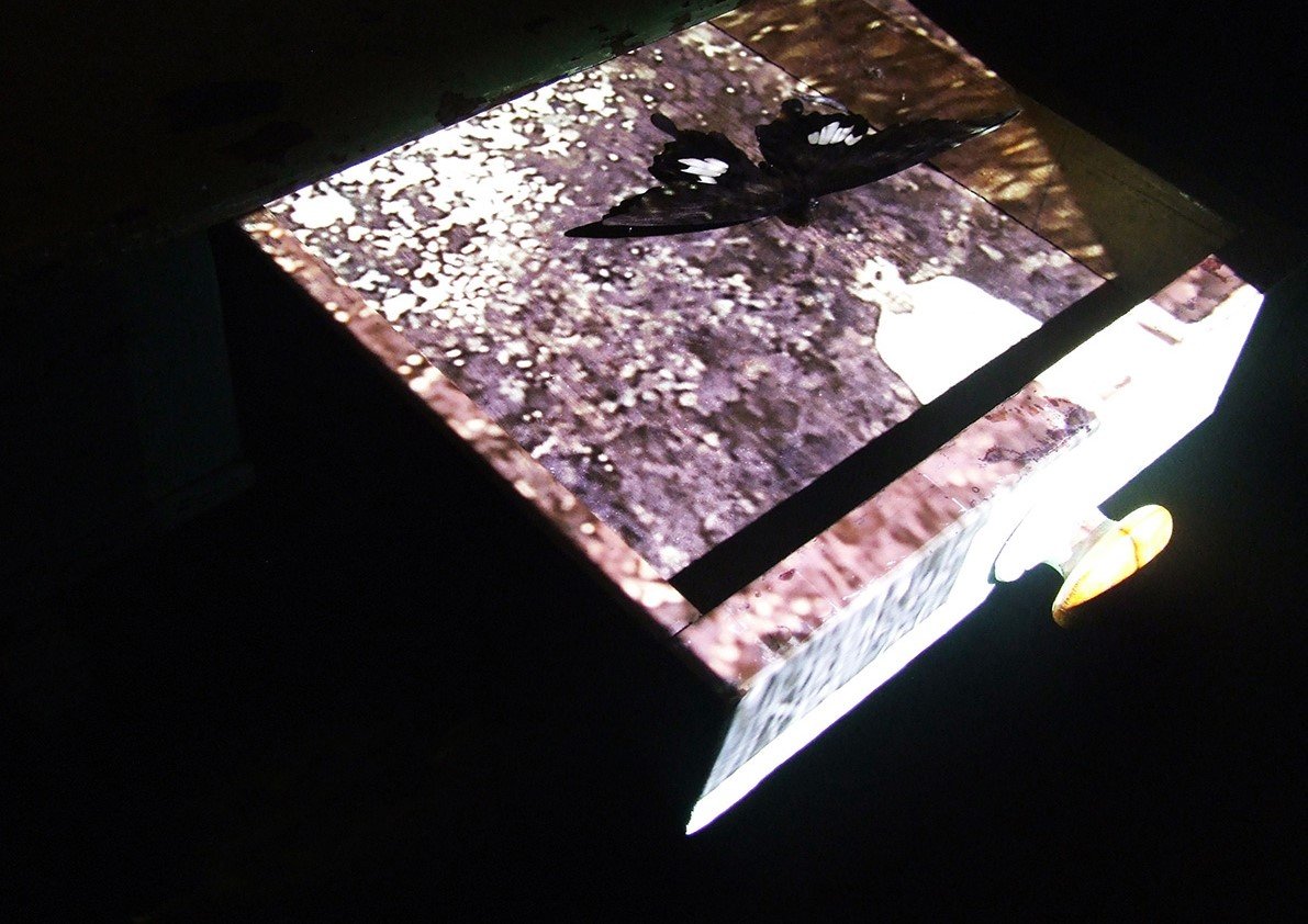 Projection of a butterfly and a white bird on a textured surface.