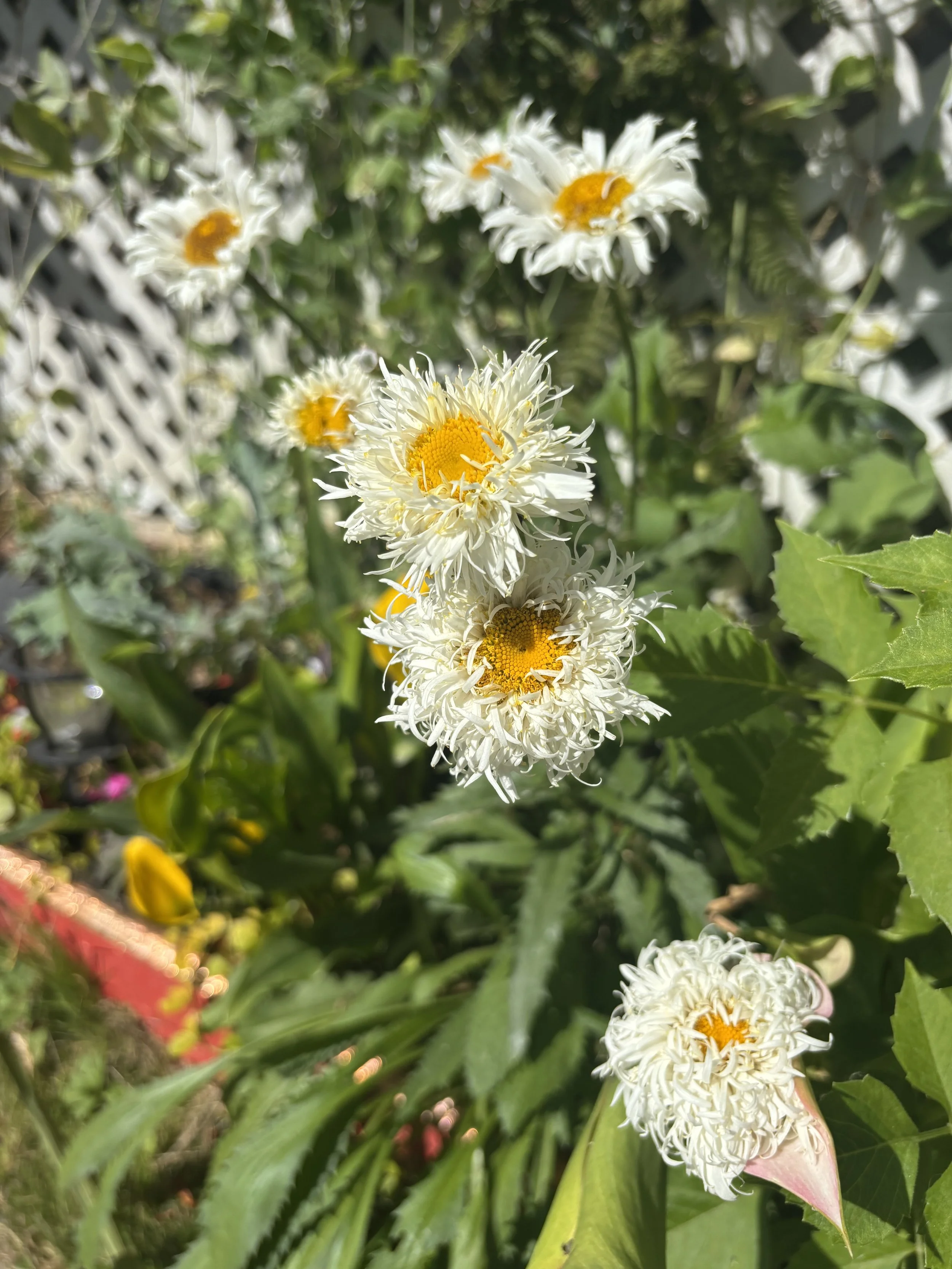 Close-up of white flowers with yellow centers surrounded by green leaves in a garden.