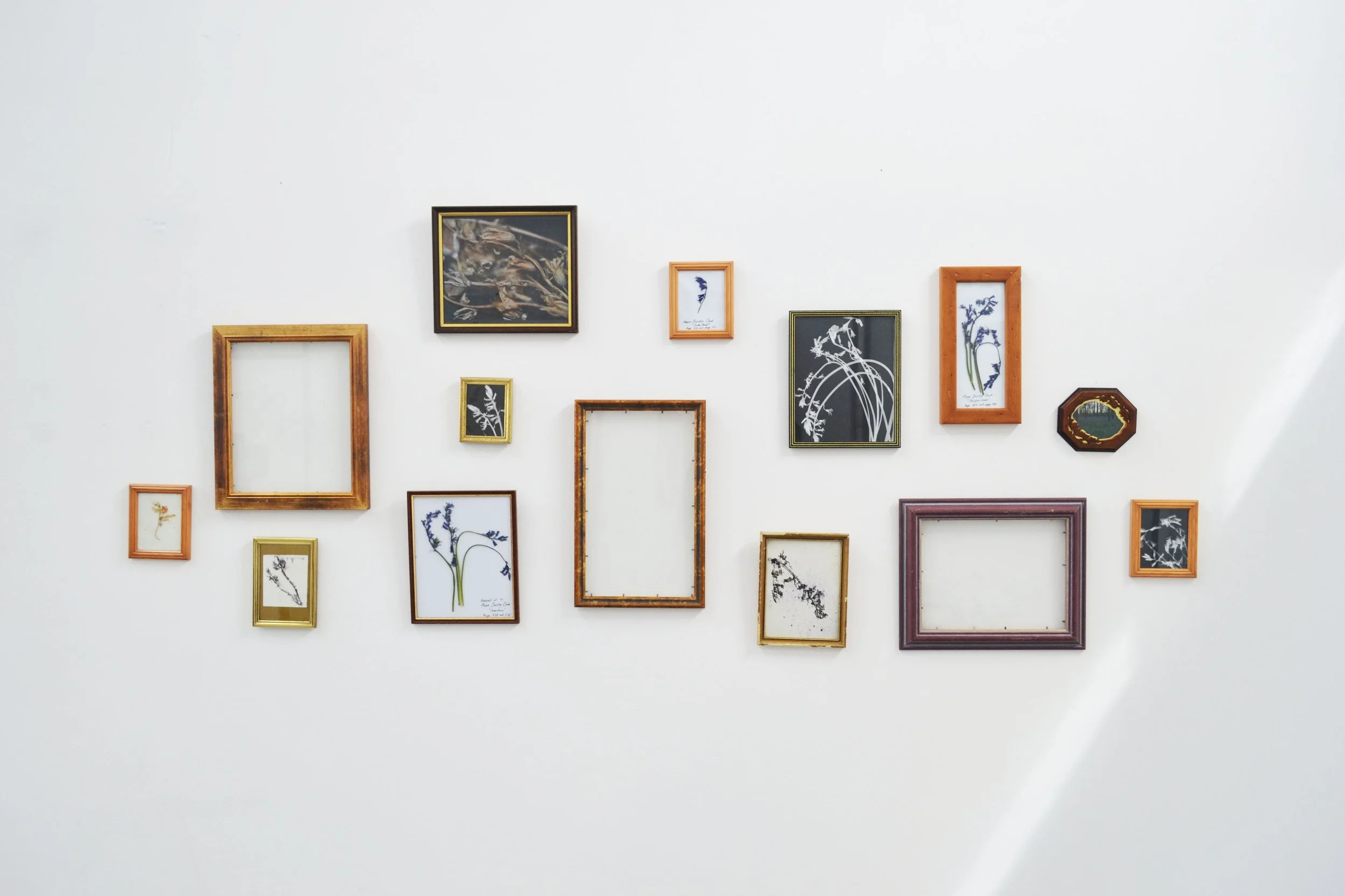 Various empty and decorated picture frames arranged on a white wall, some with botanical prints inside.