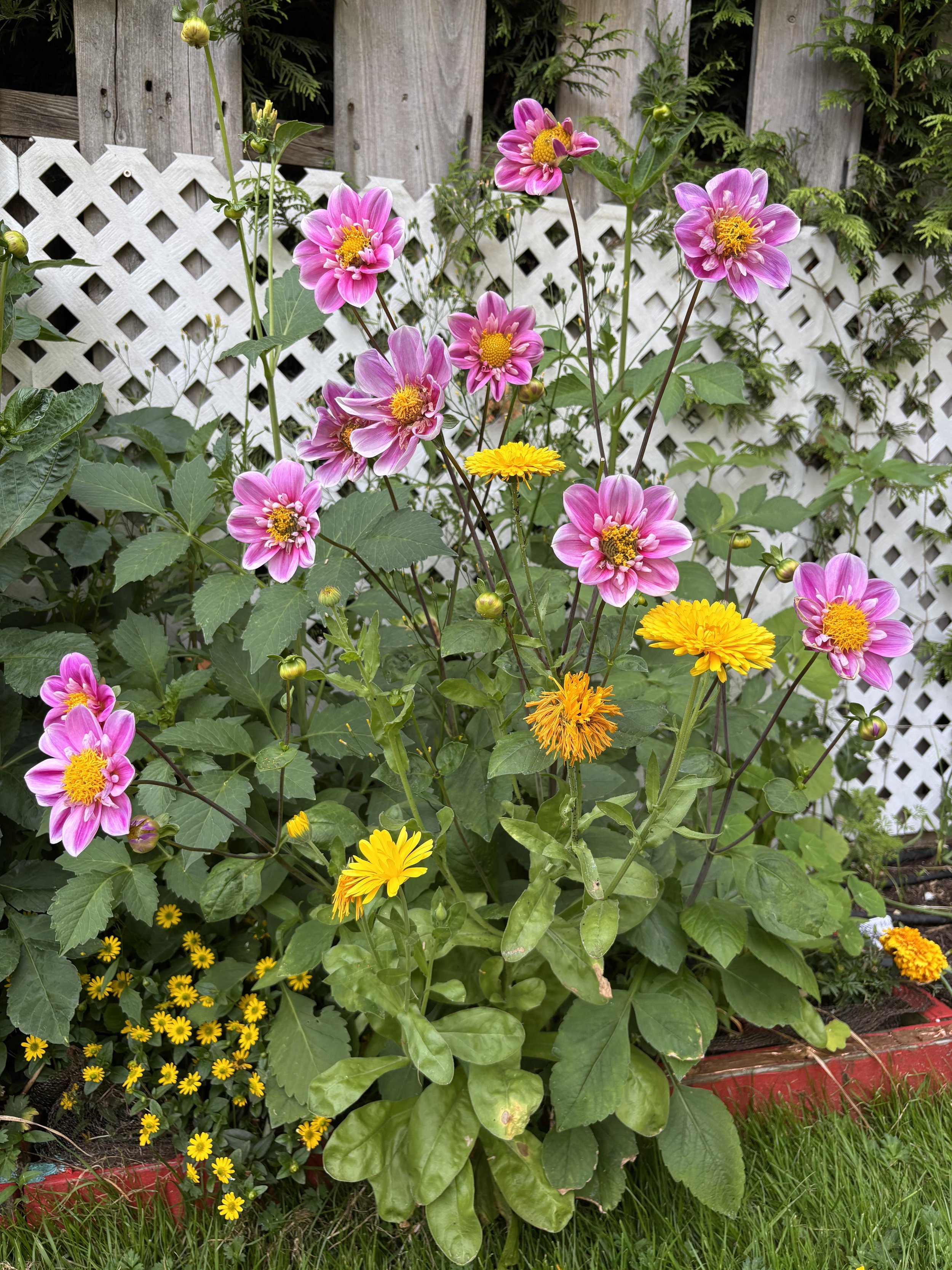 Pink and yellow flowers in a garden with green leaves, a white trellis, and a wooden fence in the background.