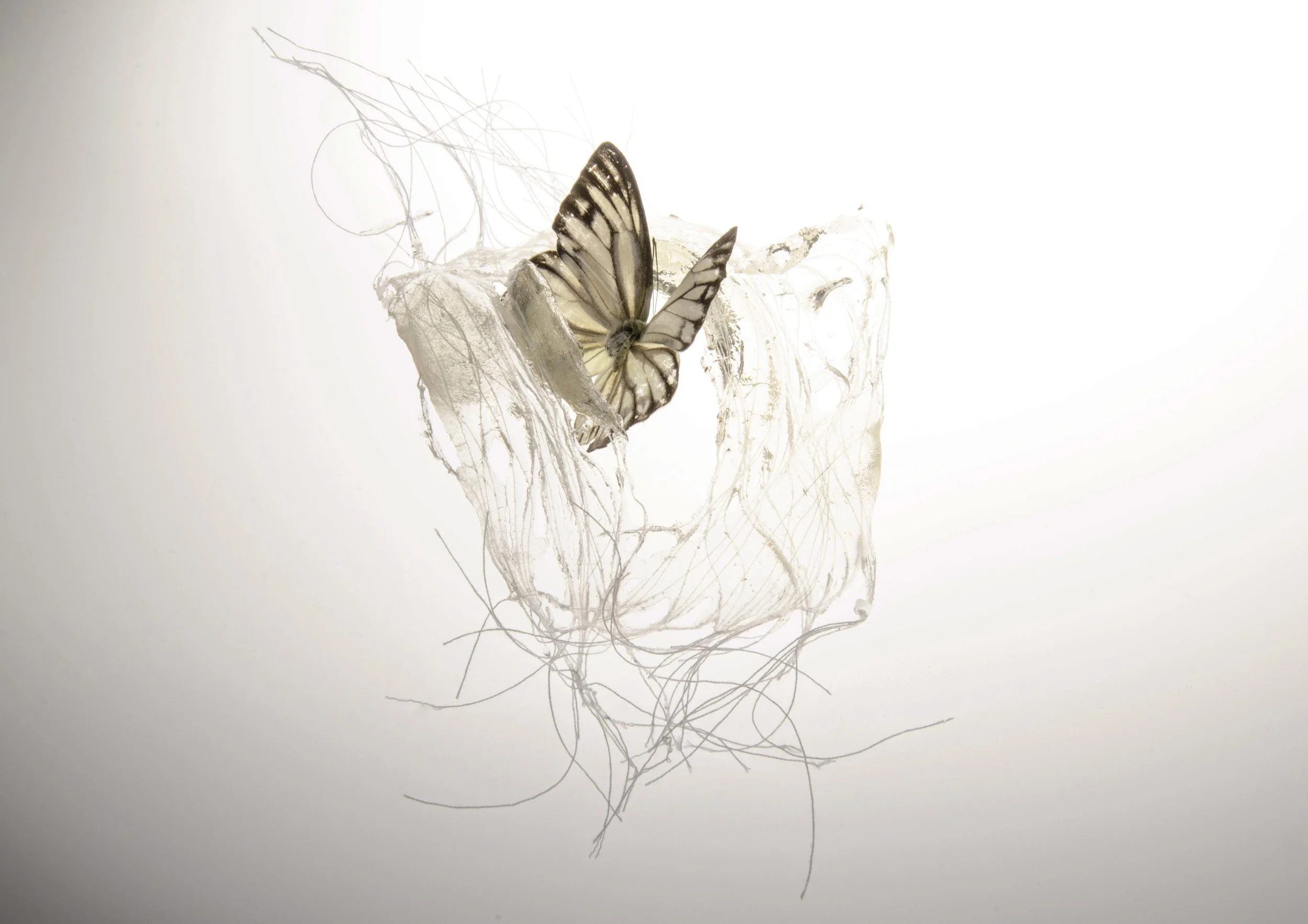 A butterfly with black and white wings resting on a piece of paper or tissue with tangled threads or fibers against a plain white background.