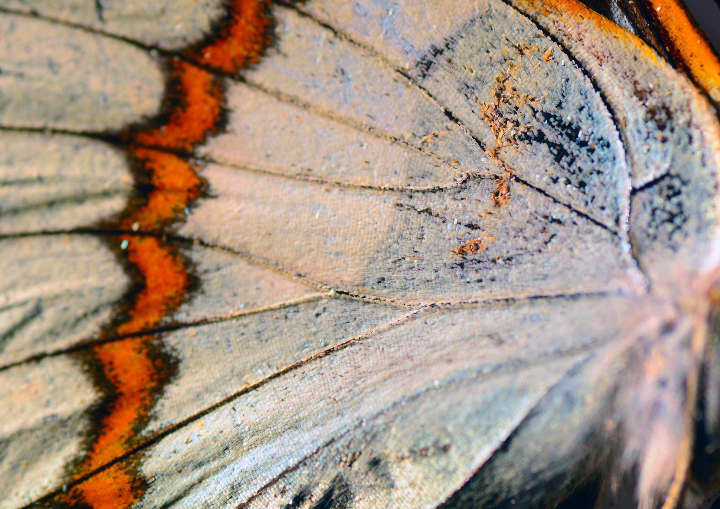 Close-up of a weathered wooden log with a streak of orange lichen growing along the grain.