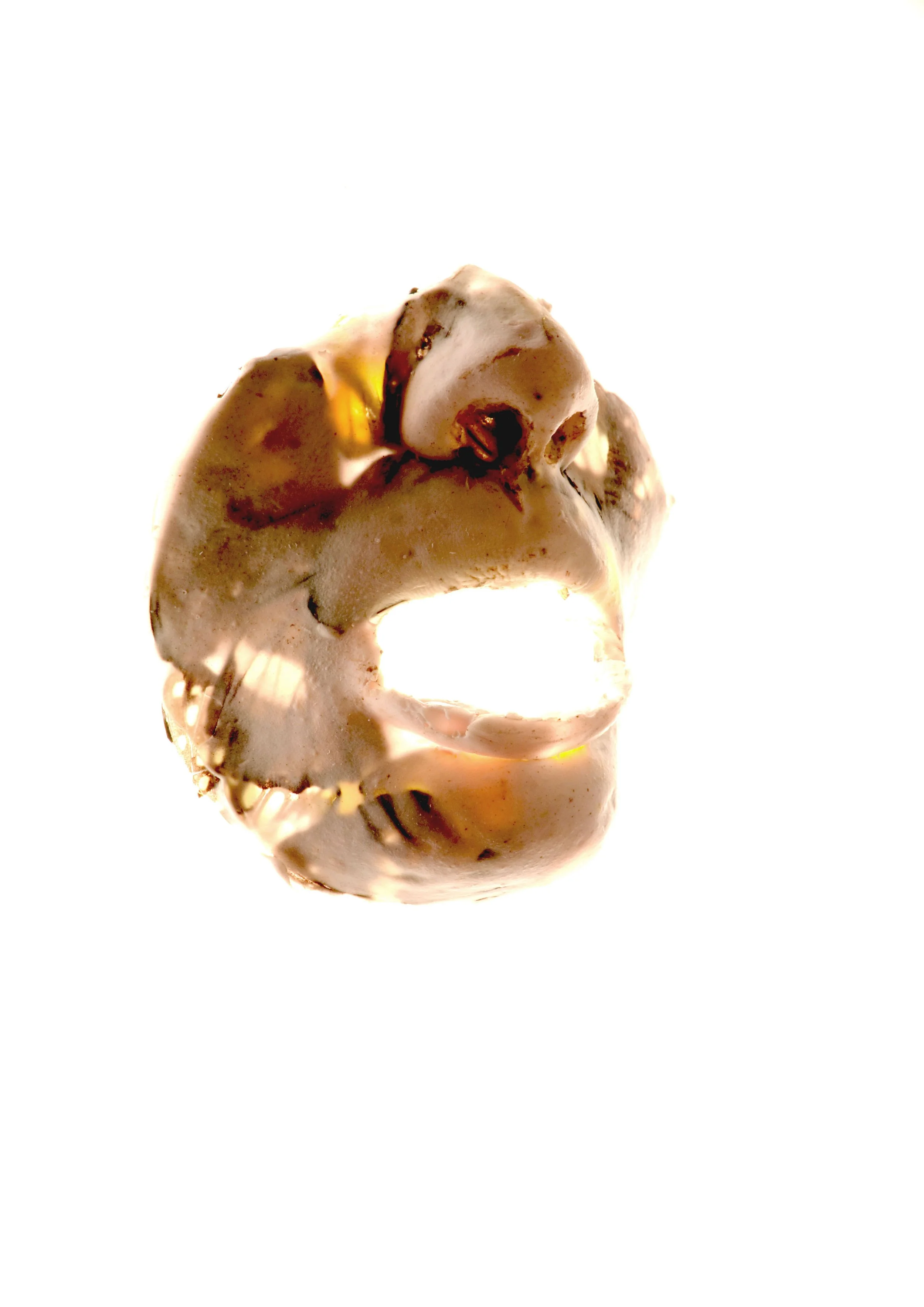 A human skull with a white background.
