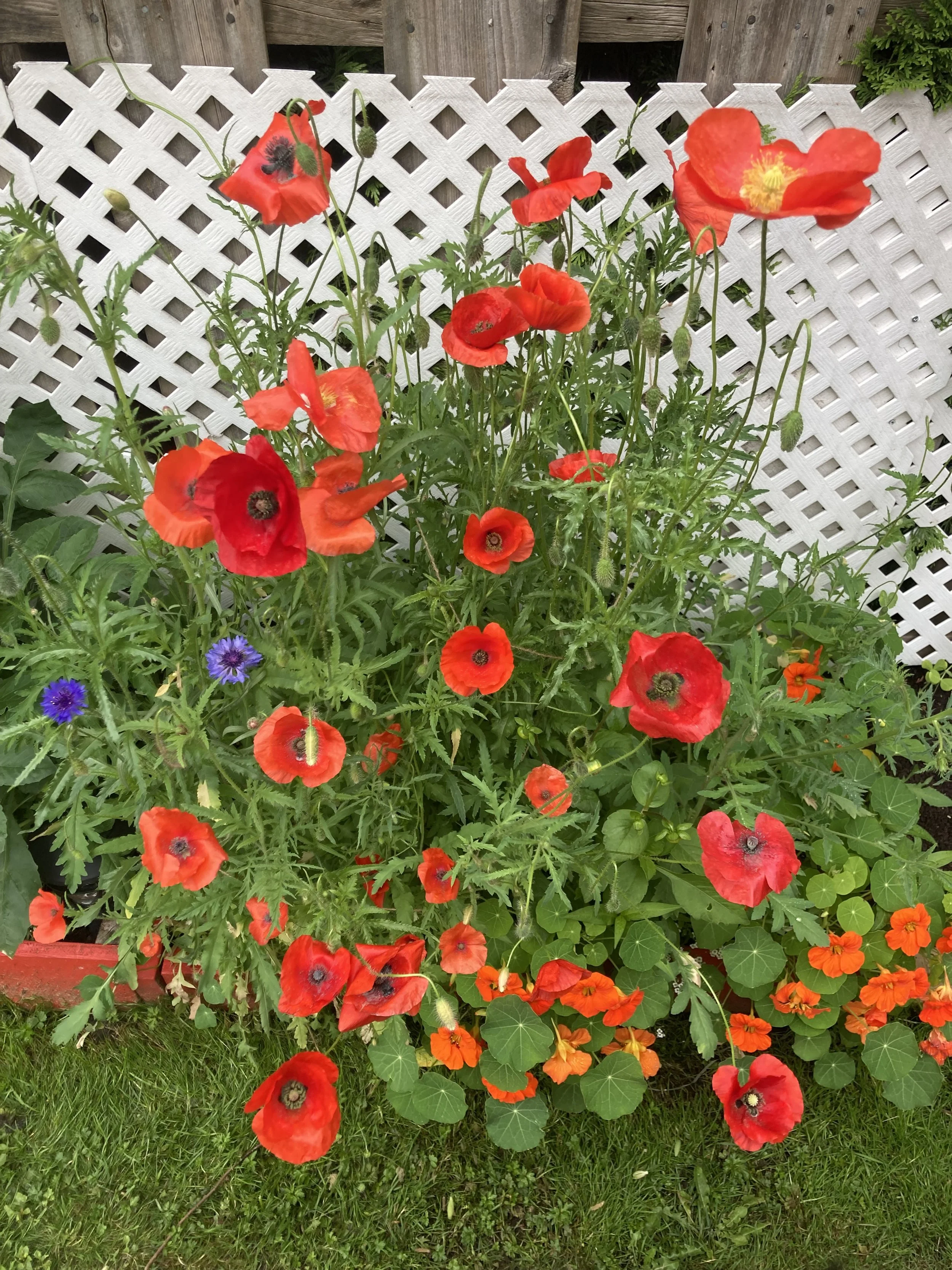 Red poppy flowers and purple anemones growing in a garden with a white lattice fence in the background.