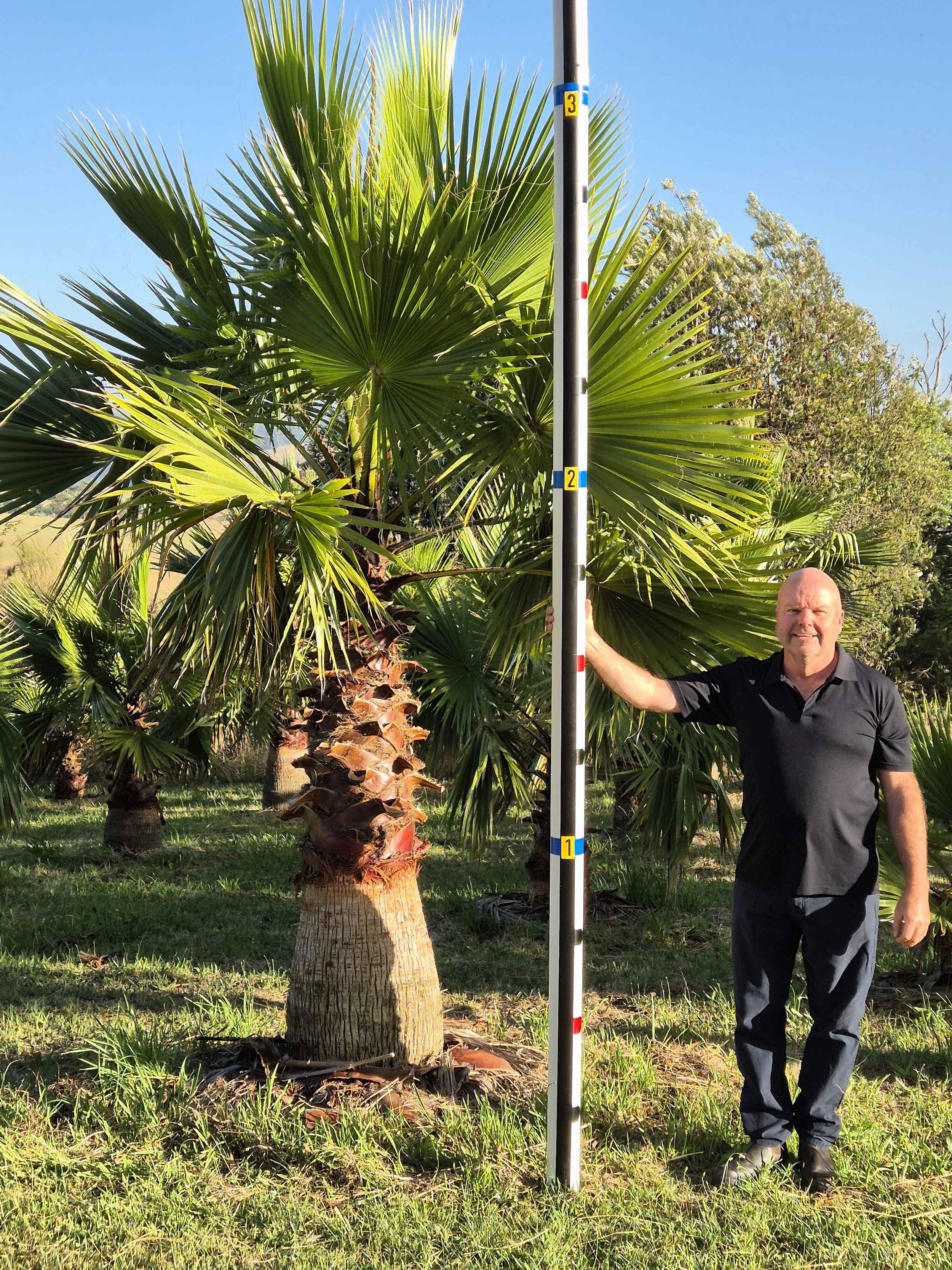 Cotton Palm 3mts
