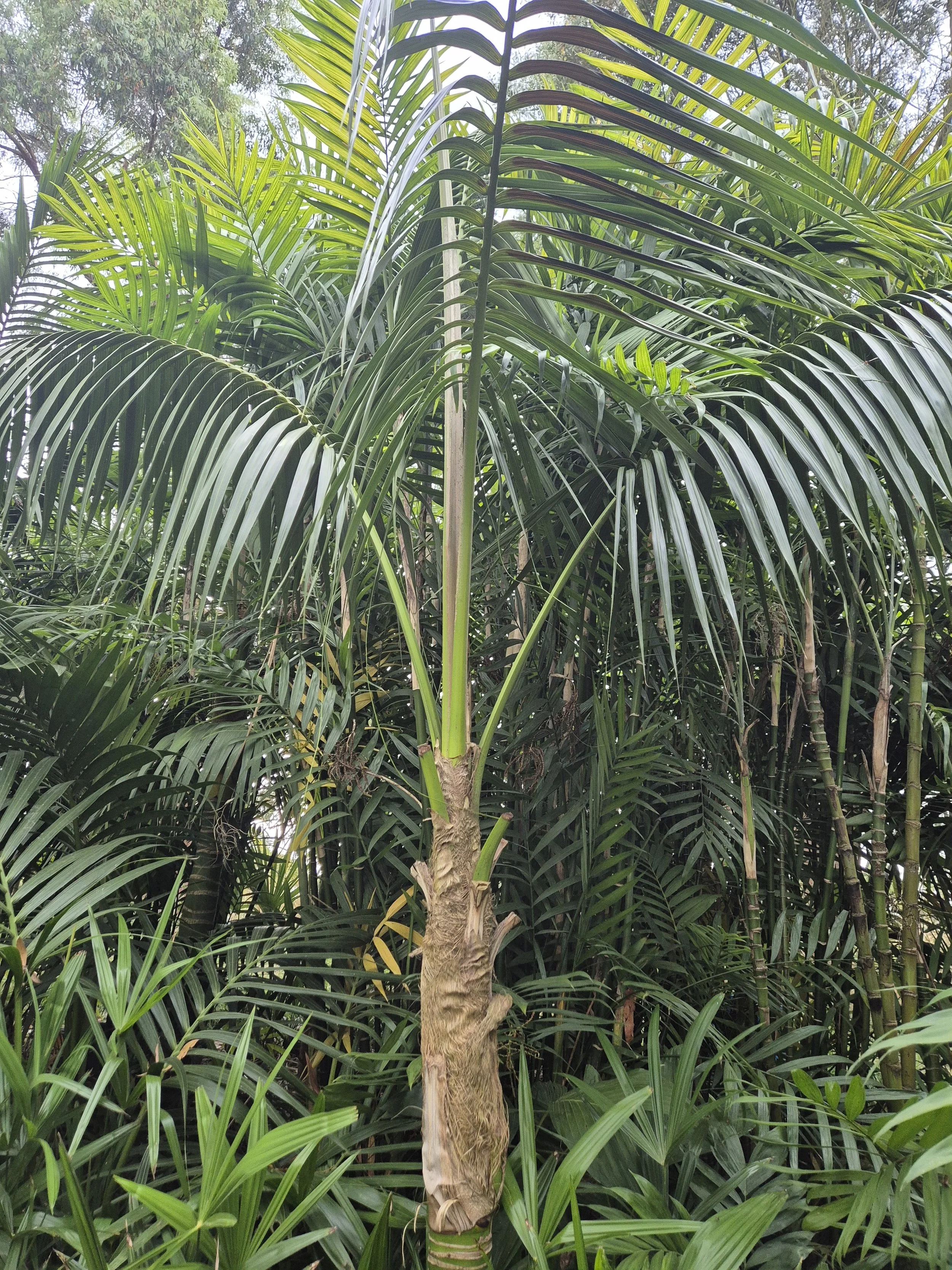 Howea forsteriana (Kentia Palm)