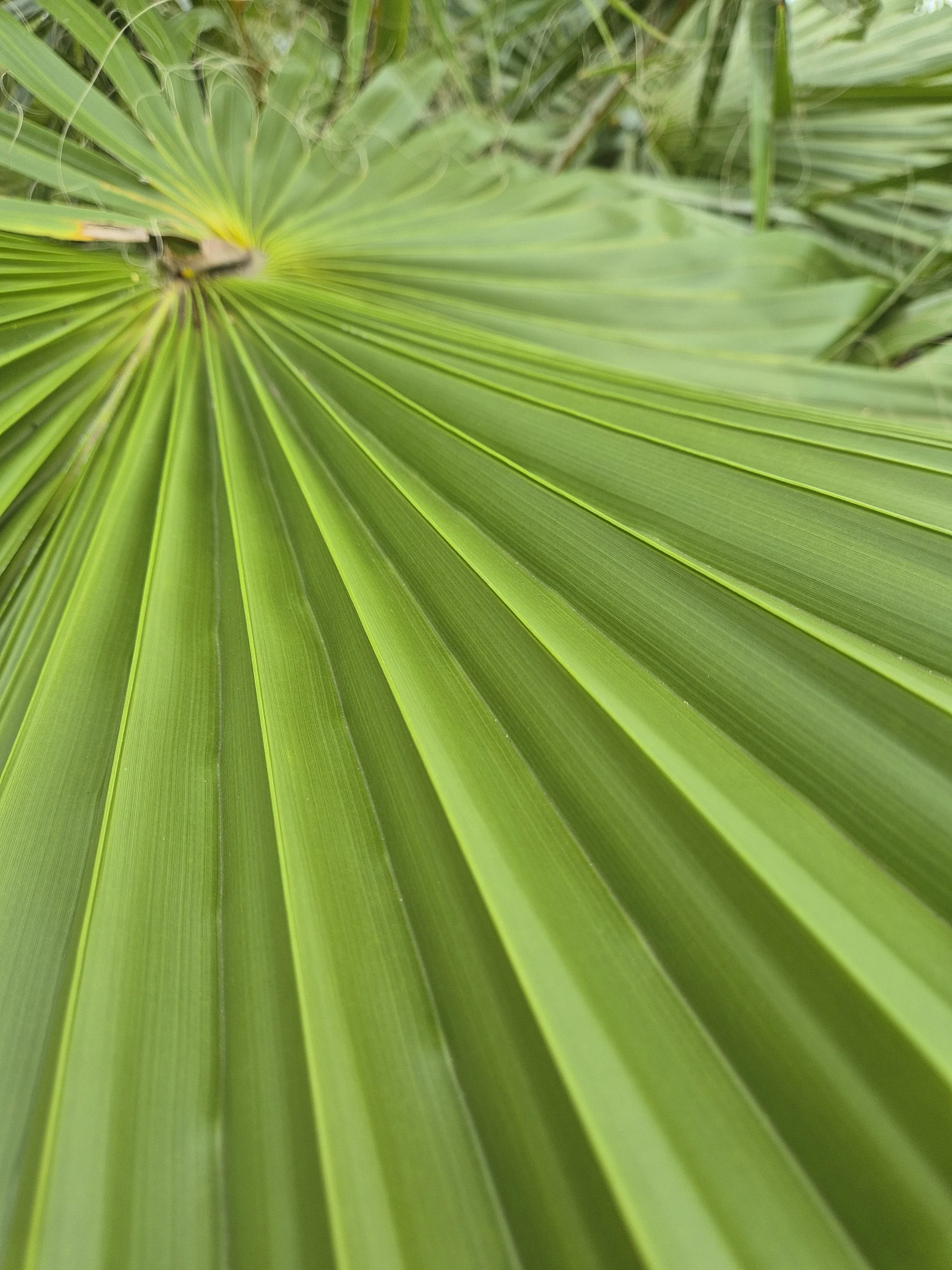Cotton Palms