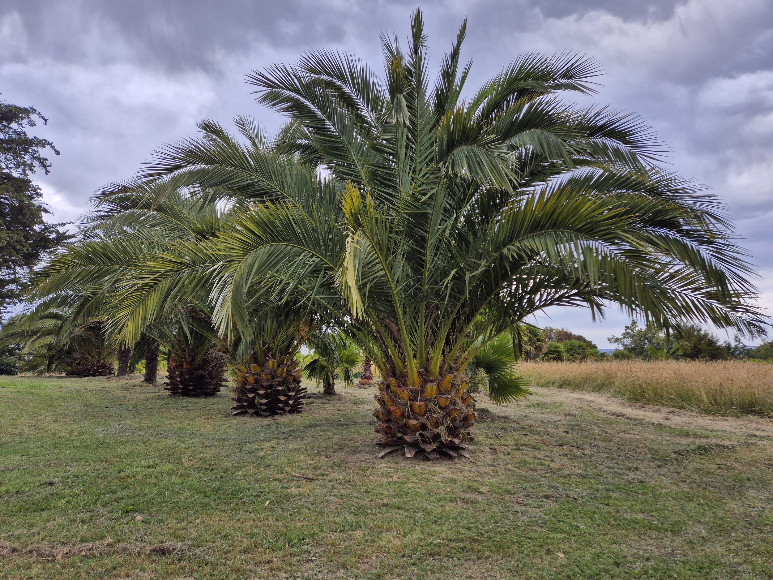 Canary Island Date Palms