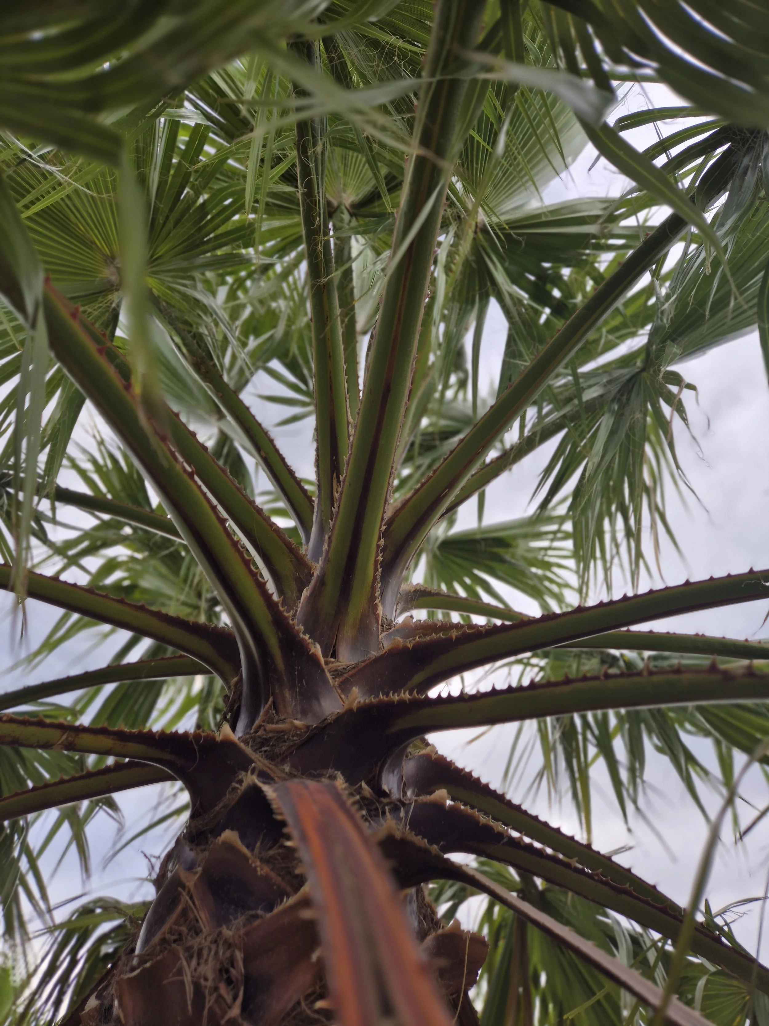 Cotton Palm - 4Mt