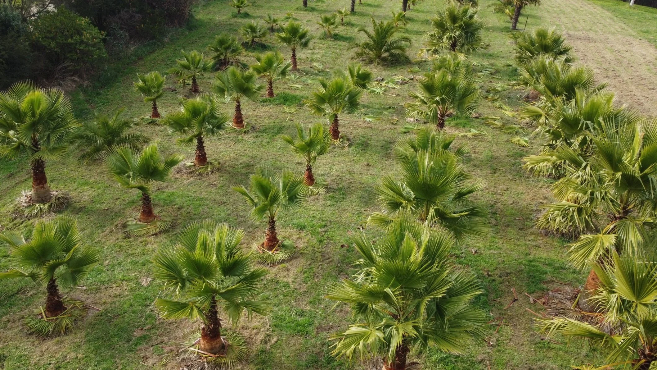 Cotton Palms - From above