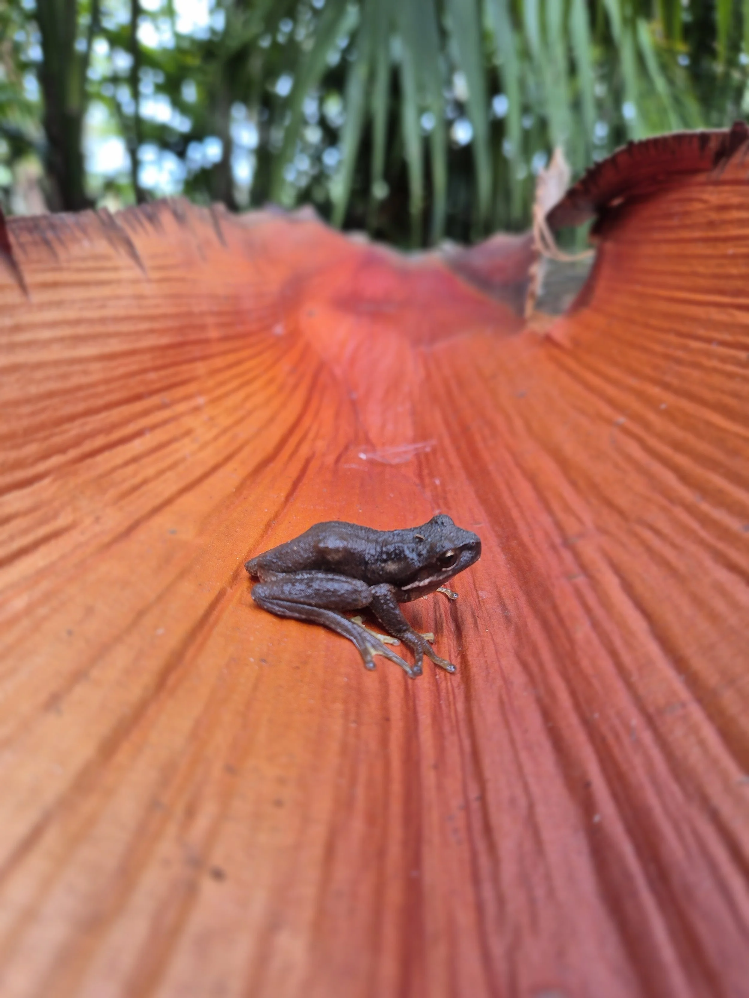 Frogs in our rainforest area