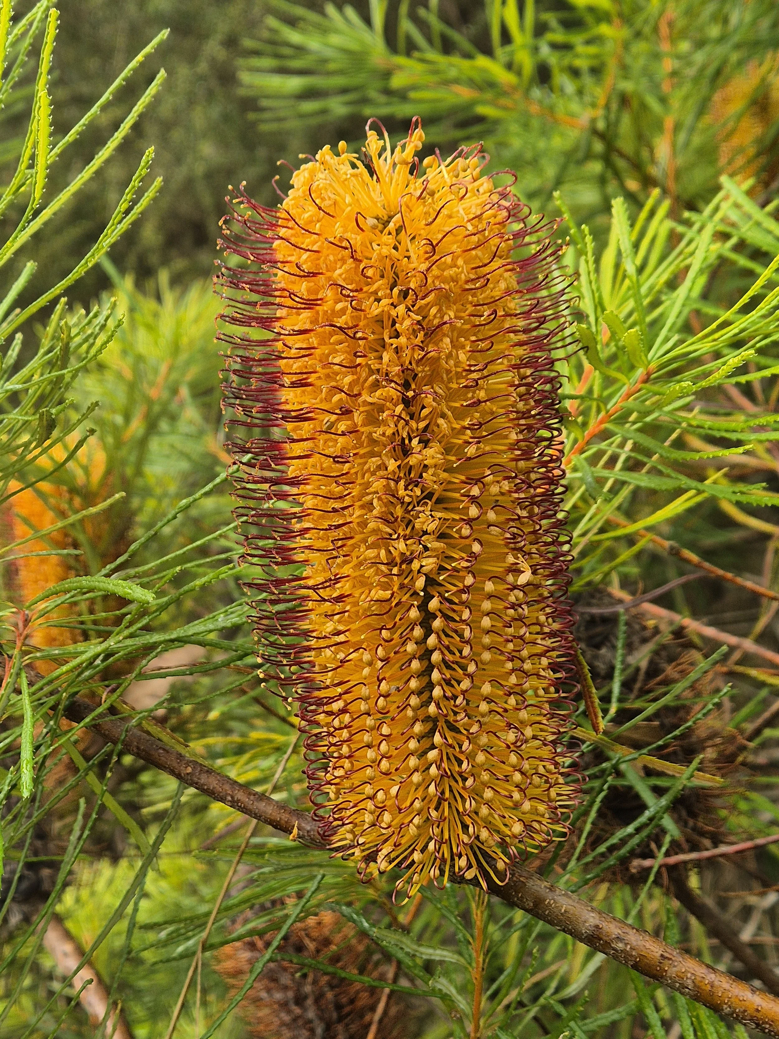 Eucalyptus Seedling