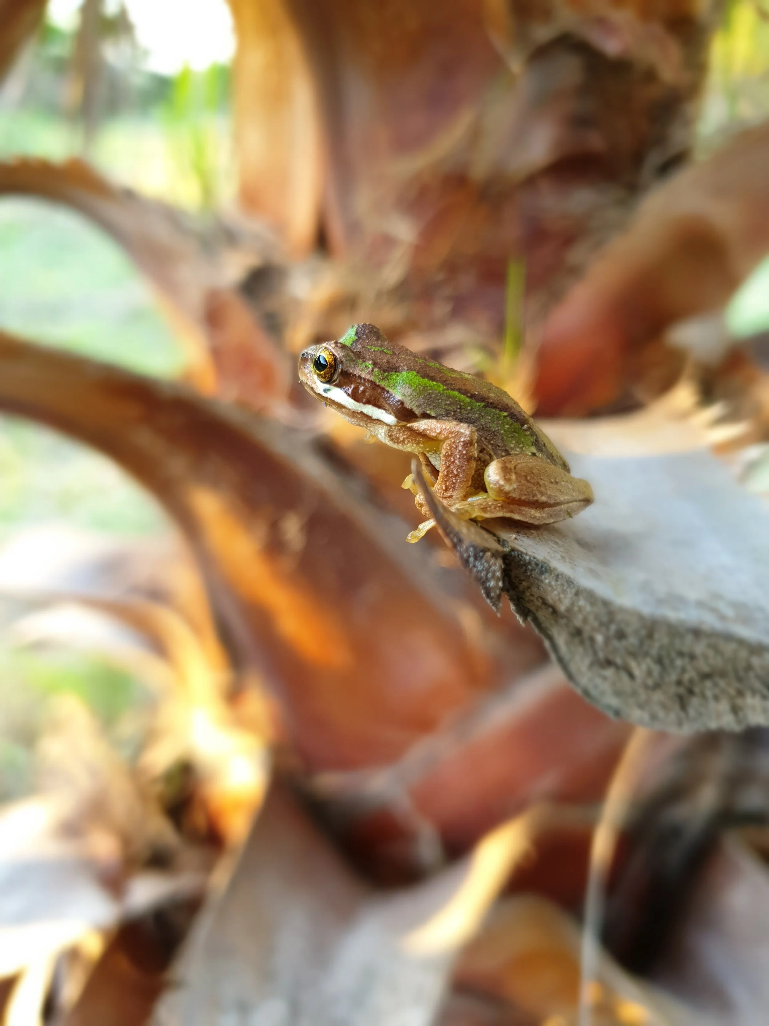Fauna
