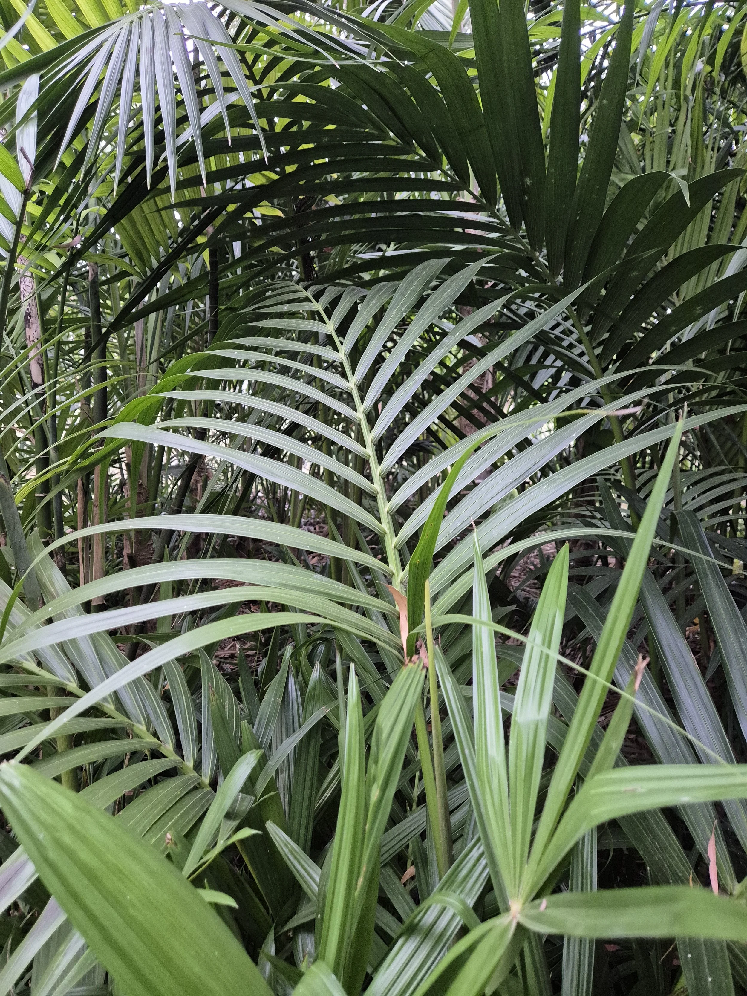 Understory Palms