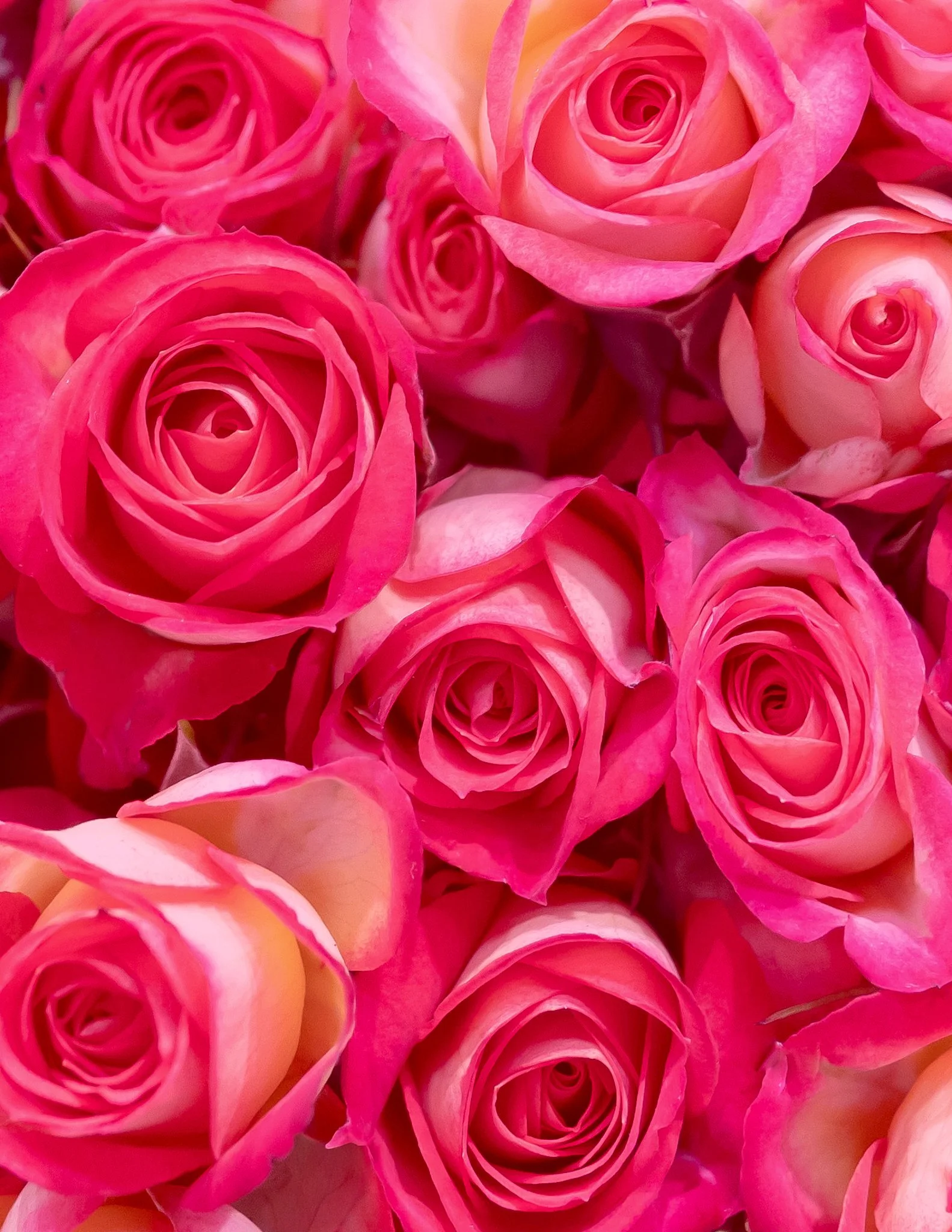 Pink Roses for Valentine's Day Arrangements Springfield MO