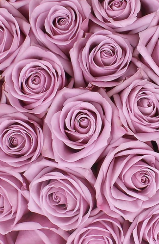 Lavender Roses for Valentine's Day Arrangements Springfield MO