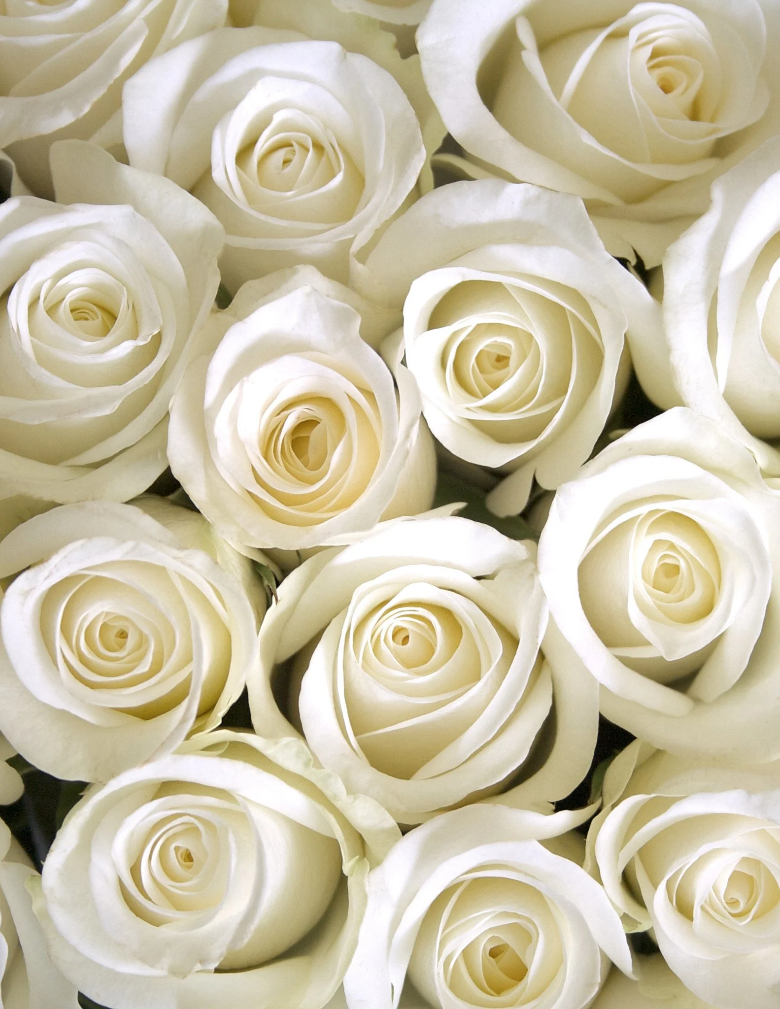 White Roses for Valentine's Day Arrangements Springfield MO