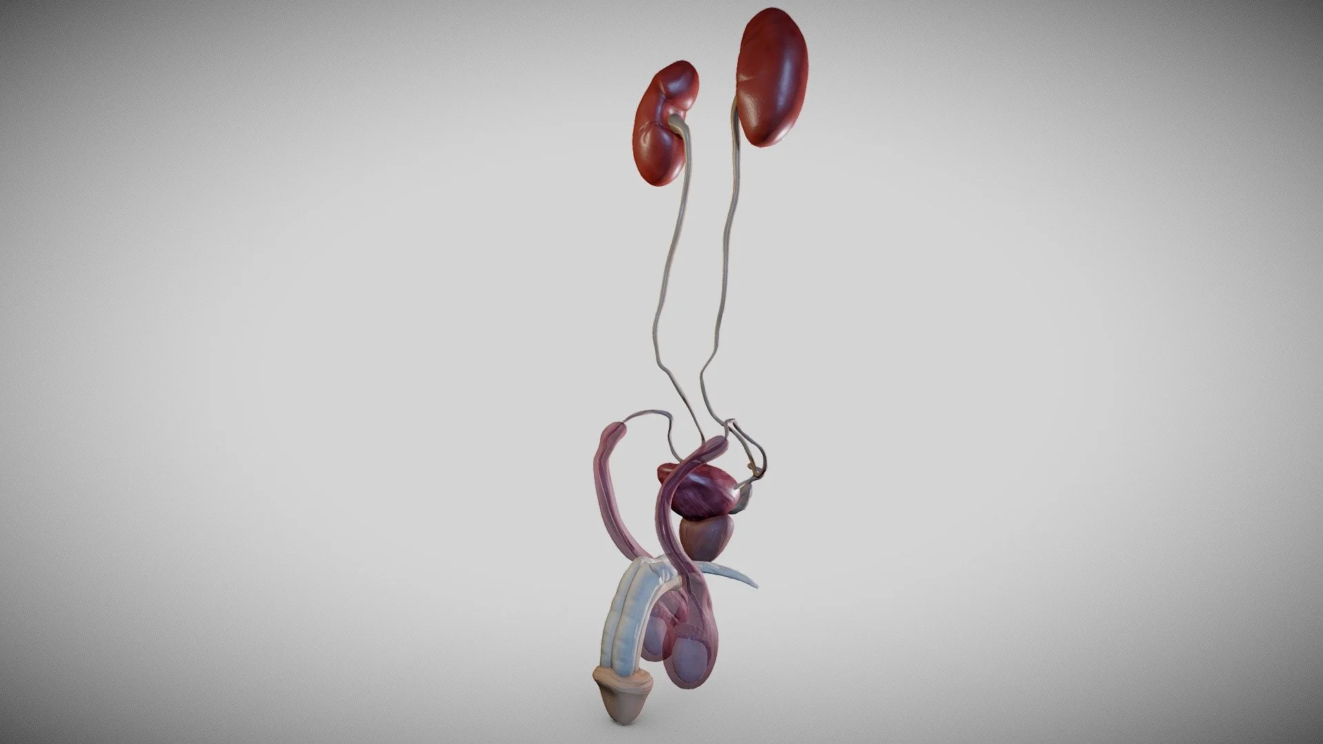 Urogenital and perianal reconstructive surgery in Dubai