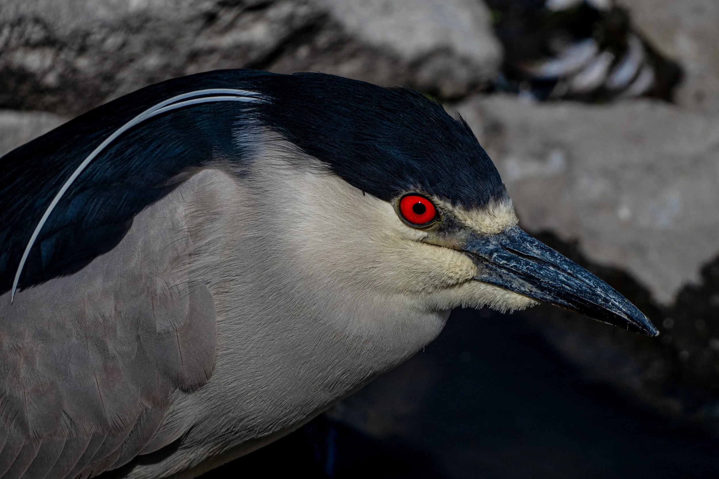 Black-crowned Night Heron