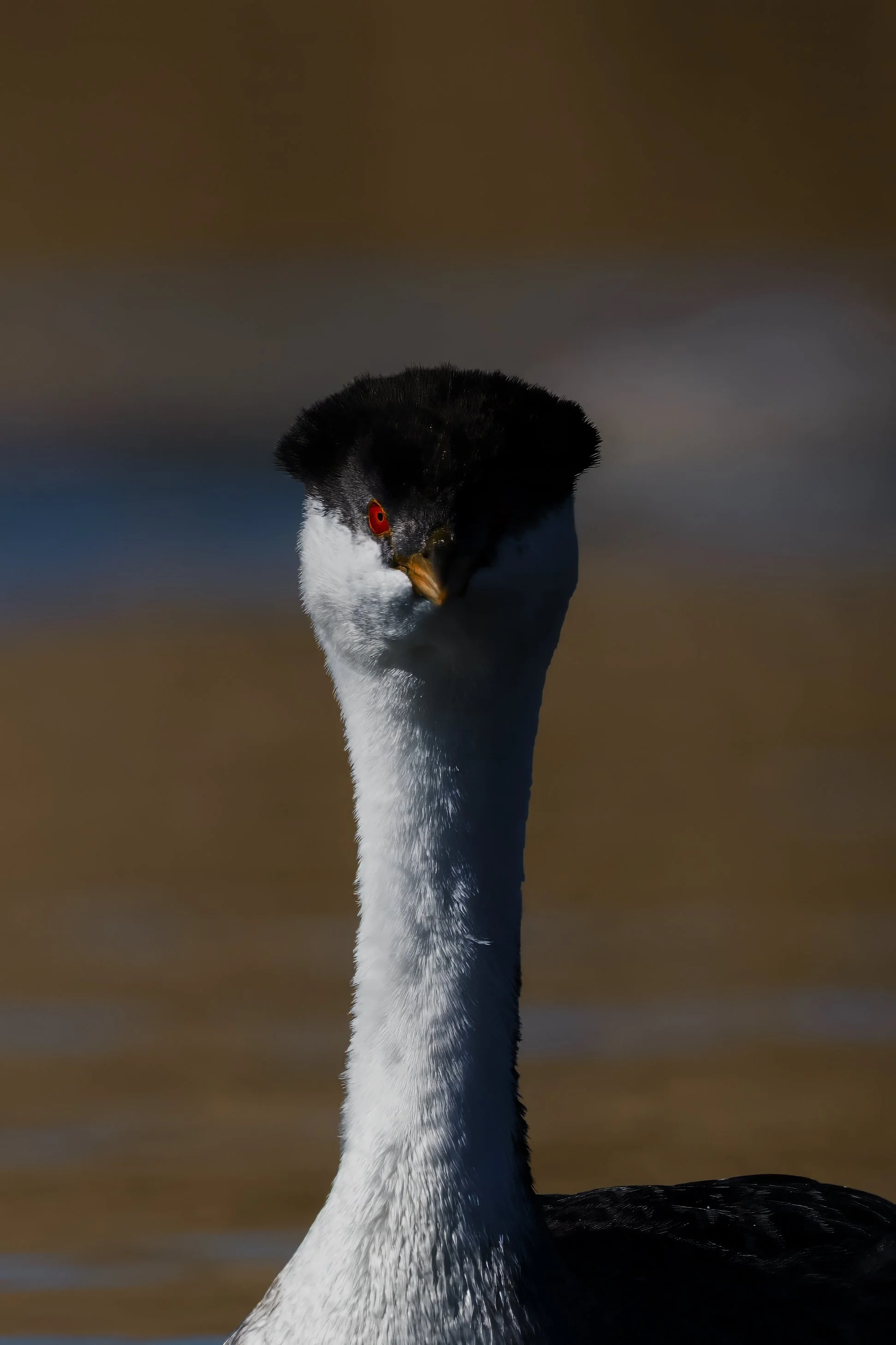 Clark’s Grebe